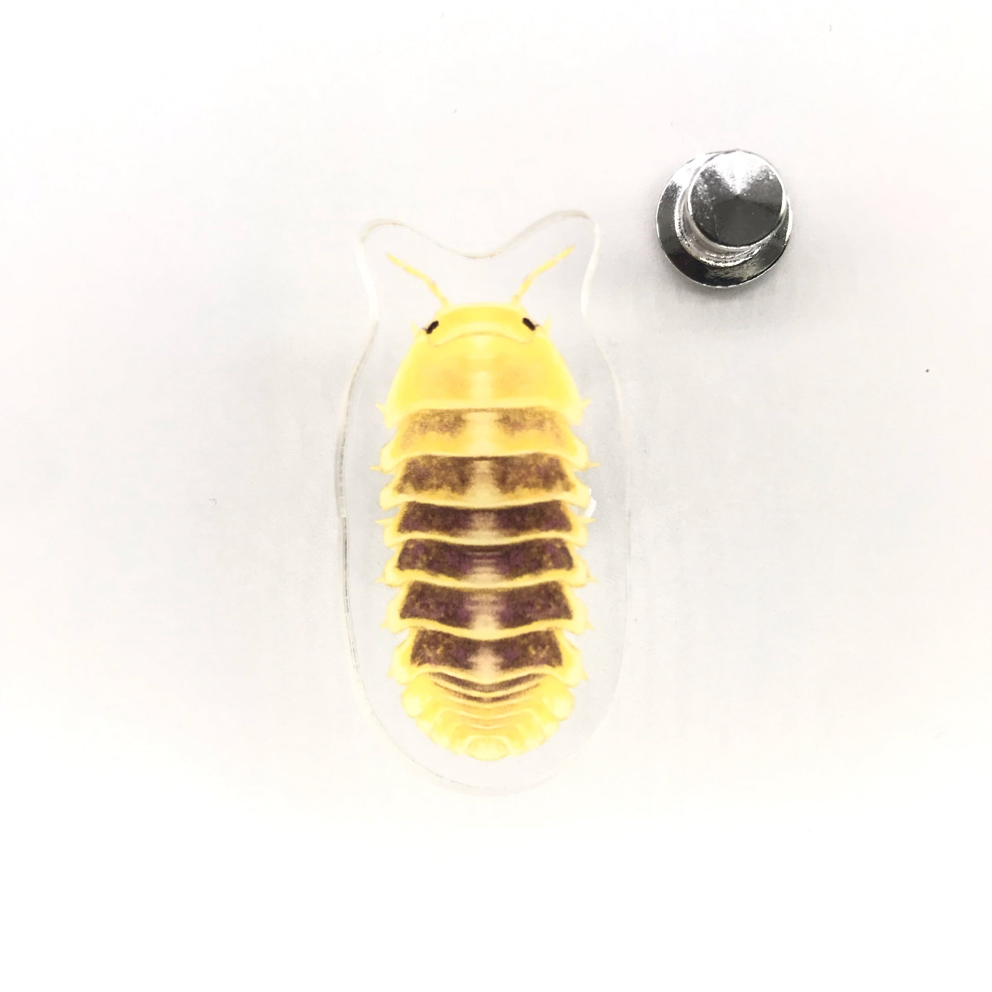 Acrylic pin featuring the Jupiter Isopod (Cubaris sp. Jupiter) with detailed artwork, from The Silk Ranch / The Morph Archive.
