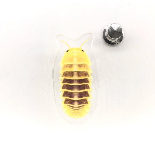 Zebra Isopod (Armadillidium maculatum) Acrylic Pin from The Silk Ranch / The Morph Archive