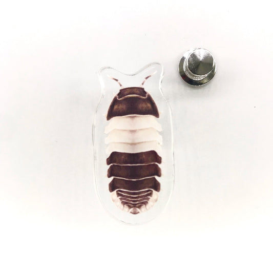 Panda King Isopod (Cubaris sp. Panda King) Acrylic Pin from The Silk Ranch / The Morph Archive