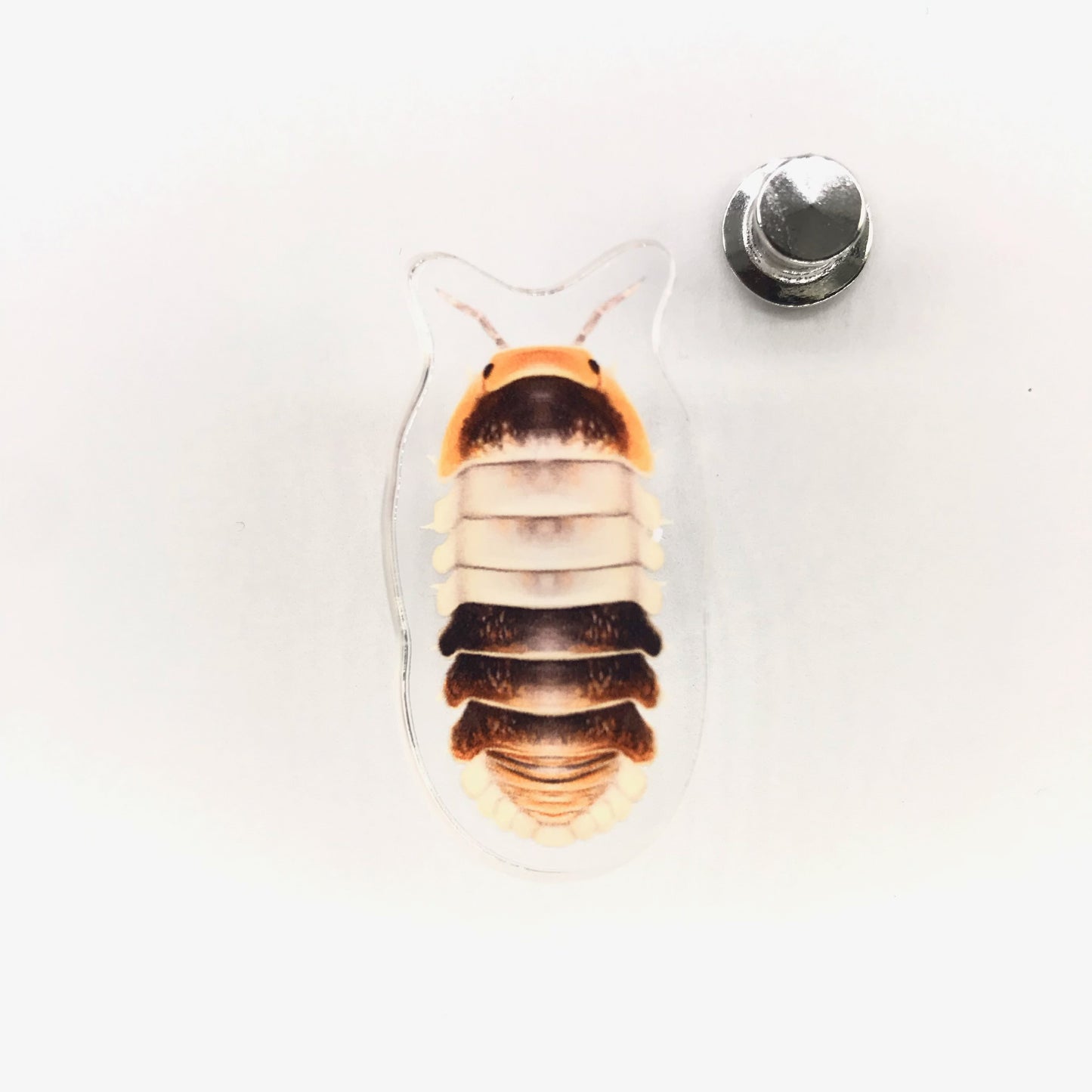 White Shark Isopod acrylic pin featuring a detailed illustration of the Cubaris sp. White Shark on a clear background.