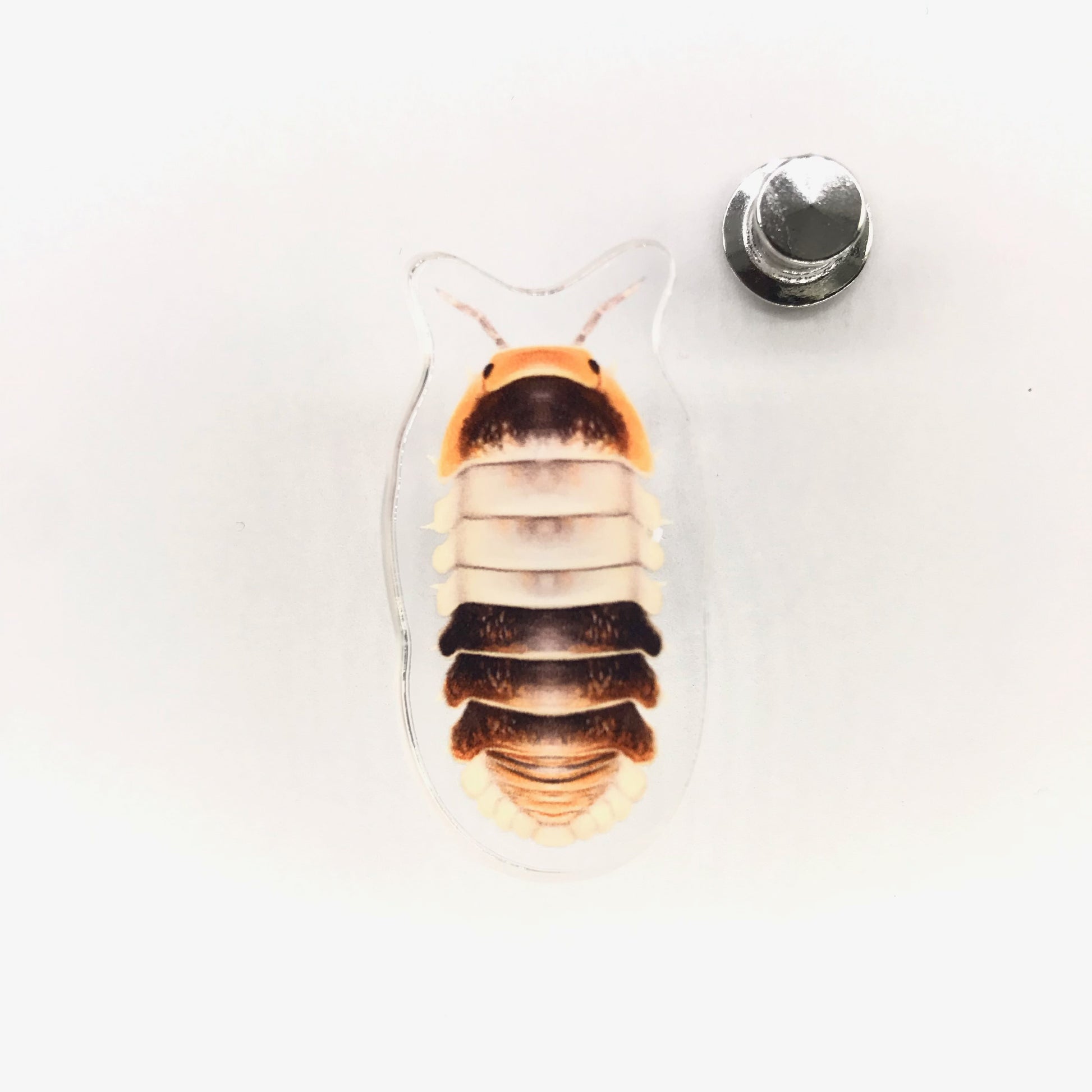 White Shark Isopod acrylic pin featuring a detailed illustration of the Cubaris sp. White Shark on a clear background.