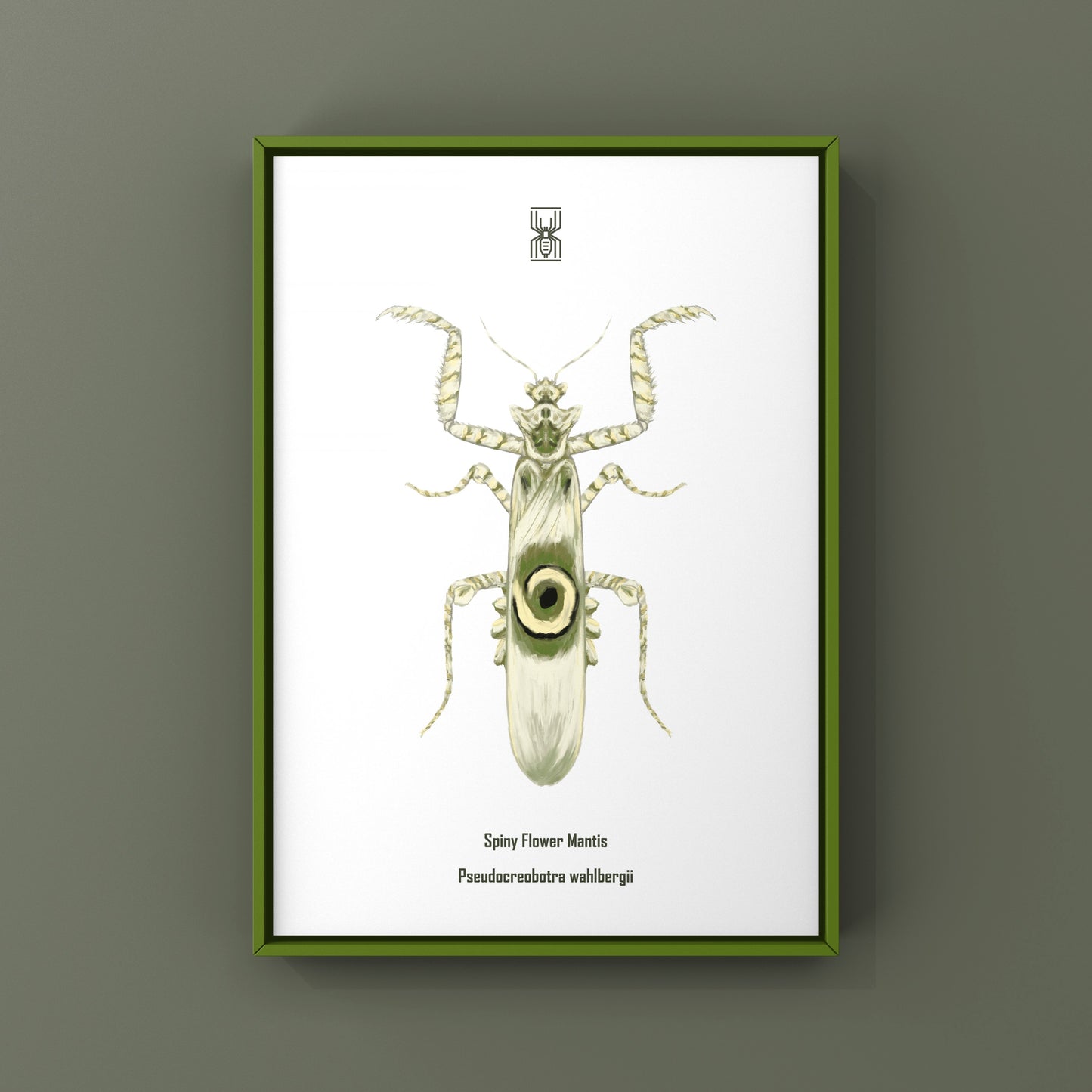 Spiny Flower Mantis (Pseudocreobotra wahlbergi) Art Print from The Silk Ranch