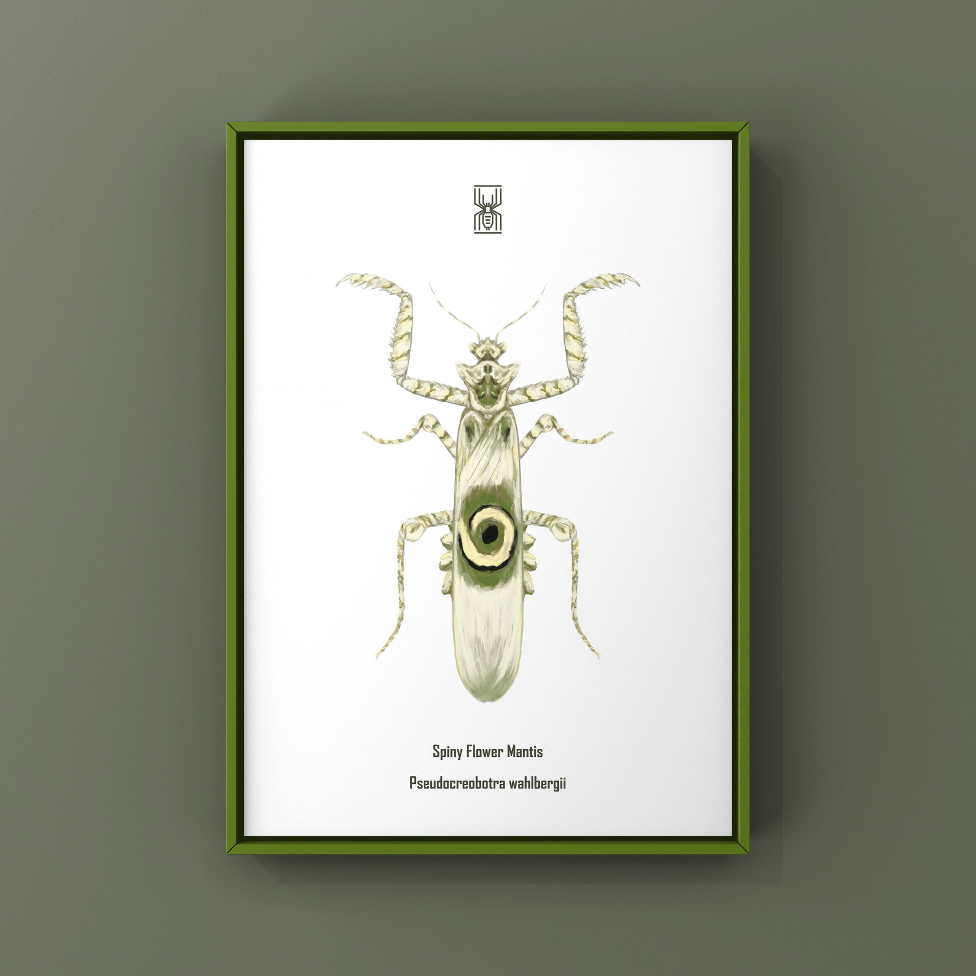 Spiny Flower Mantis (Pseudocreobotra wahlbergi) Art Print from The Silk Ranch
