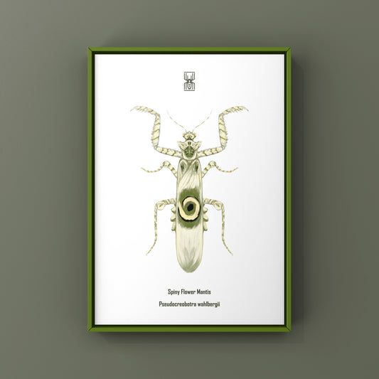 Spiny Flower Mantis (Pseudocreobotra wahlbergi) Art Print from The Silk Ranch