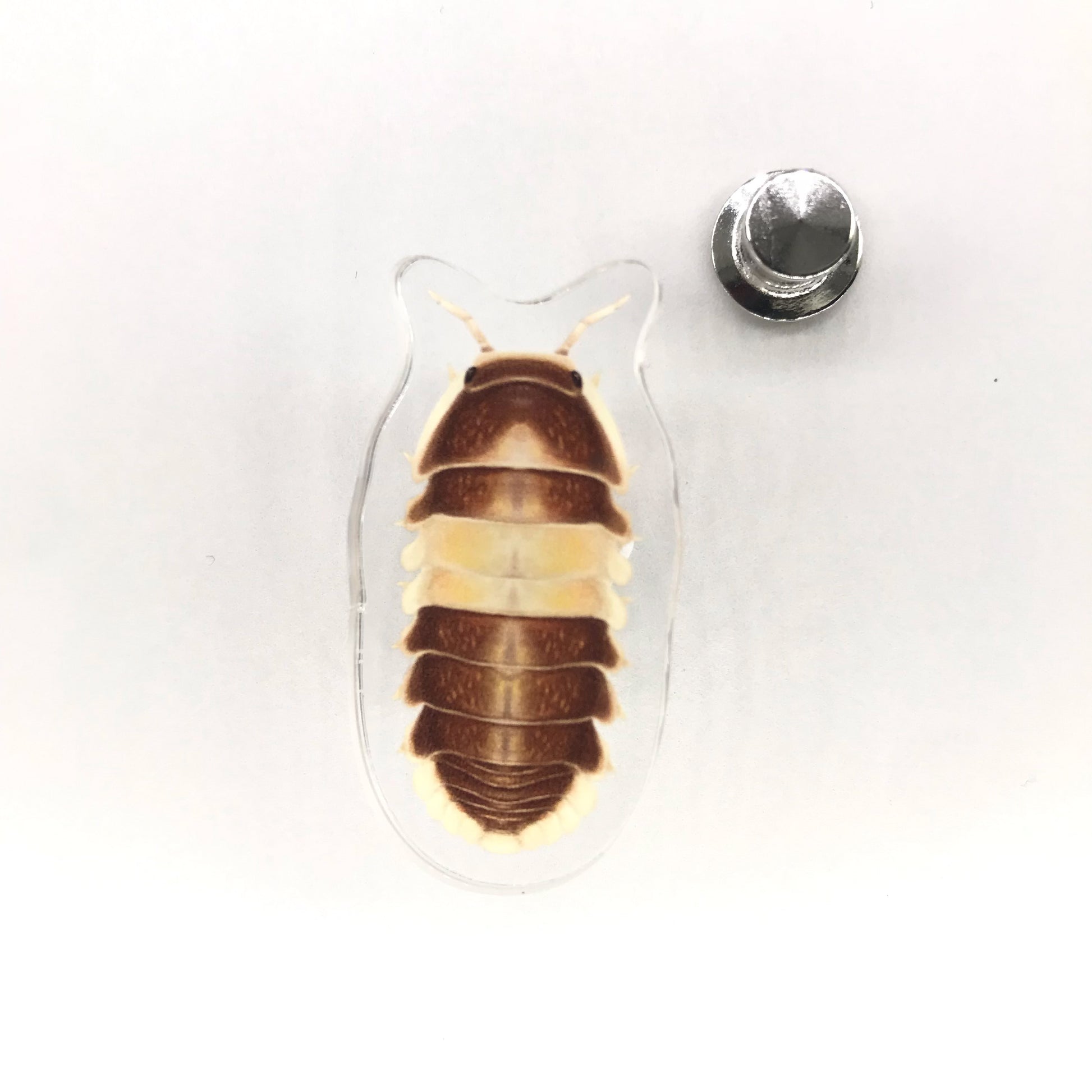 Acrylic pin featuring a Cappuccino Isopod (Cubaris sp. Cappuccino) from The Silk Ranch / The Morph Archive with detailed design.