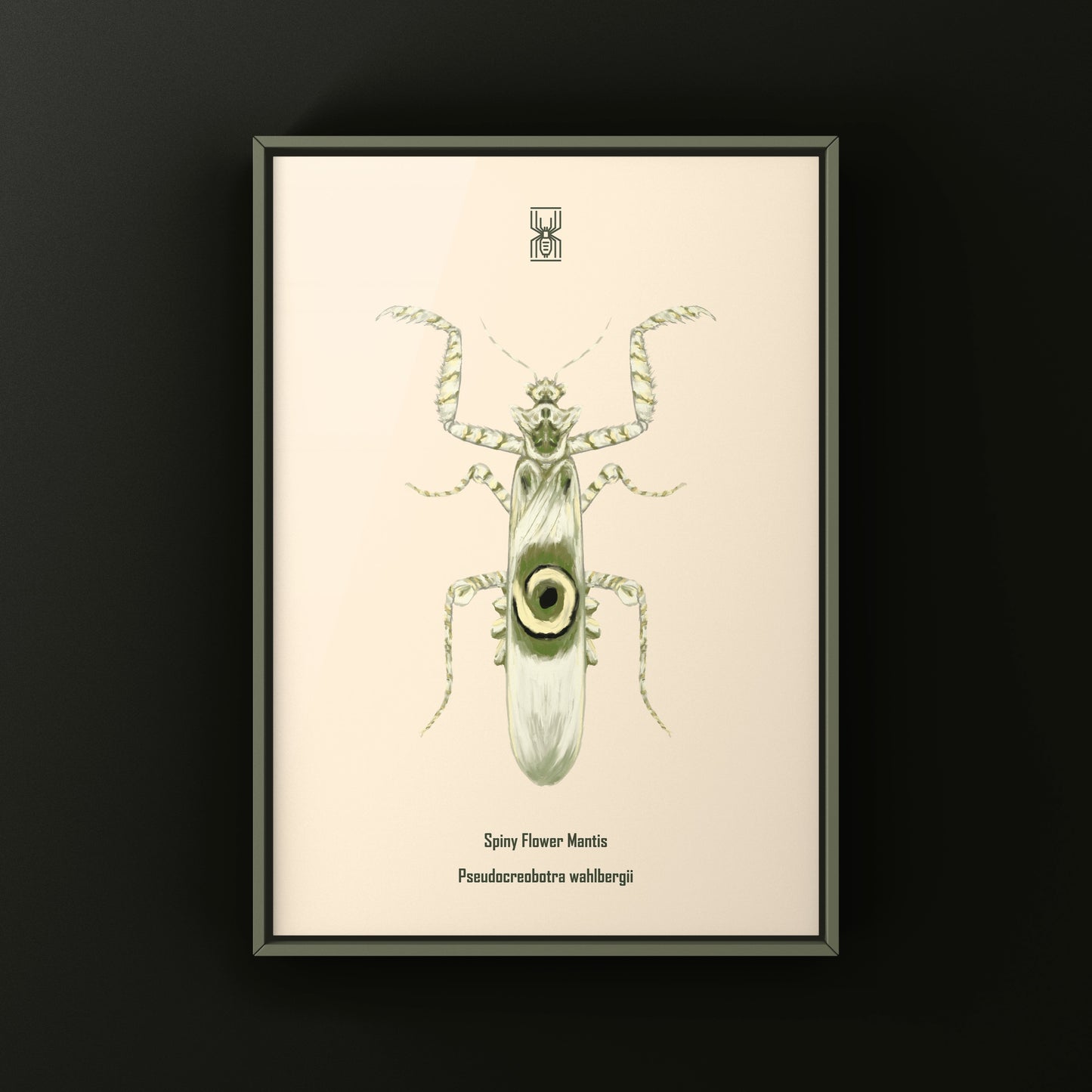 Spiny Flower Mantis (Pseudocreobotra wahlbergi) Art Print from The Silk Ranch