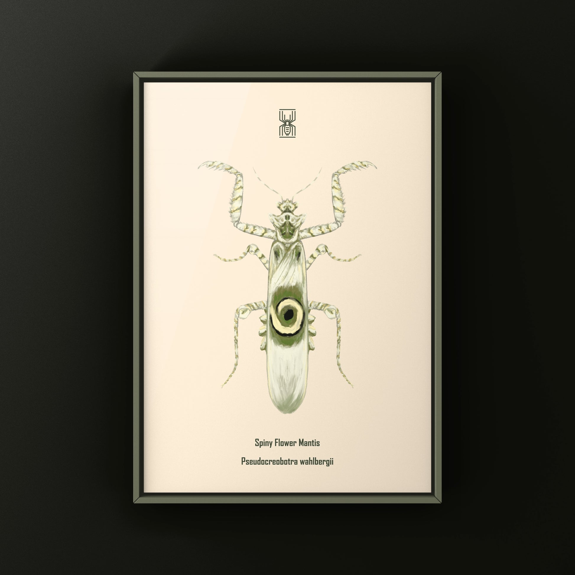 Spiny Flower Mantis (Pseudocreobotra wahlbergi) Art Print from The Silk Ranch