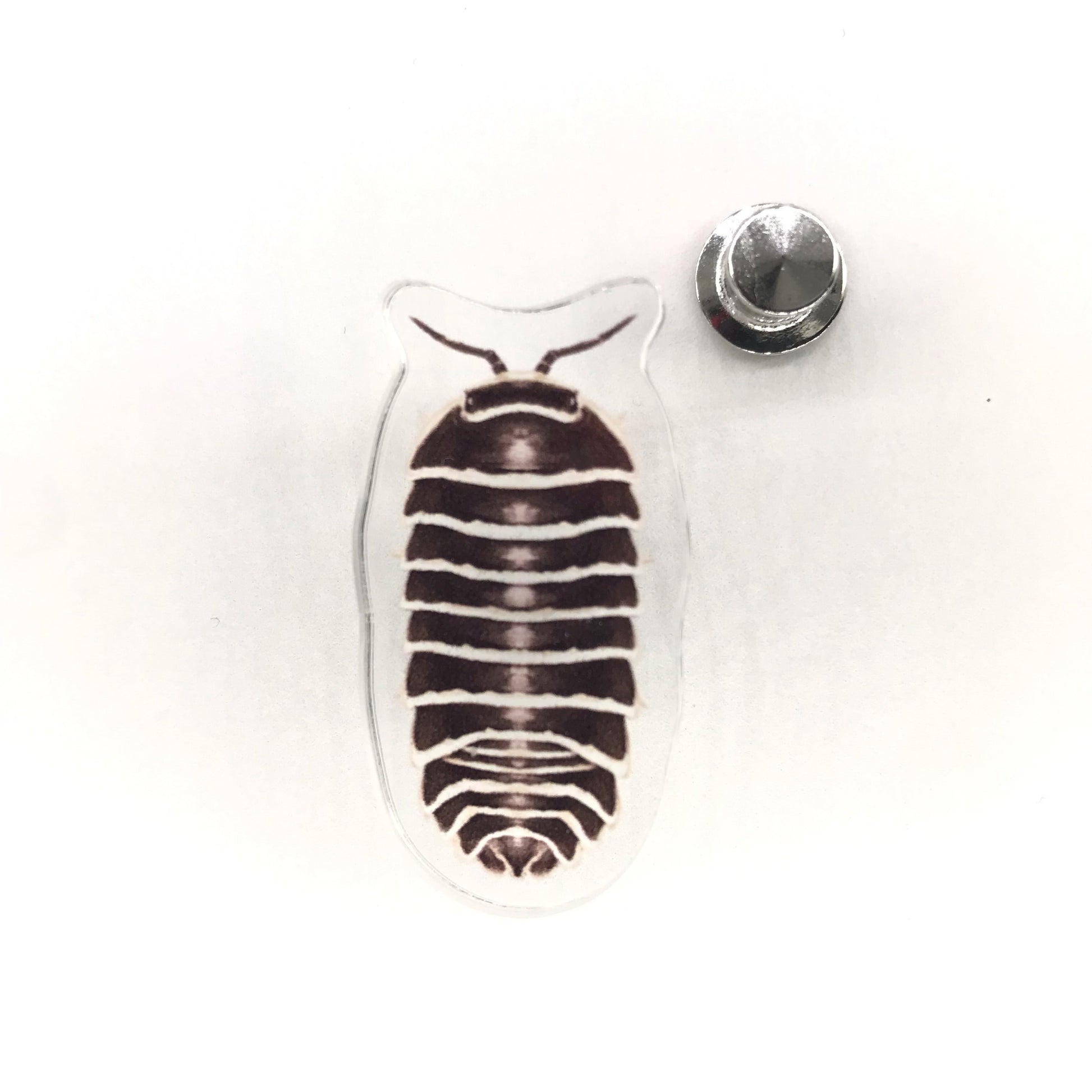 Zebra Isopod acrylic pin featuring black and white striped design, from The Silk Ranch / The Morph Archive, on a white background.