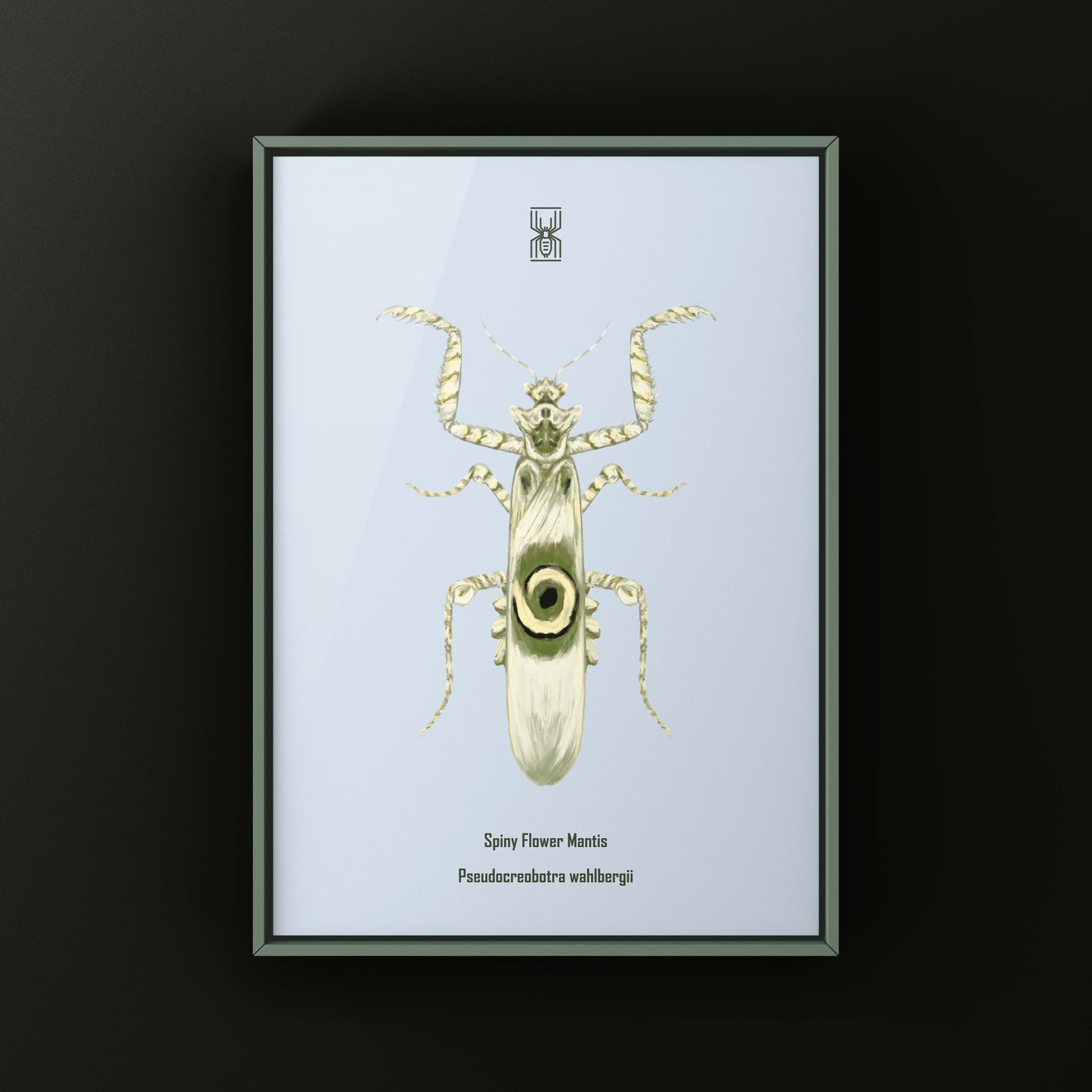 Spiny Flower Mantis (Pseudocreobotra wahlbergi) Art Print from The Silk Ranch