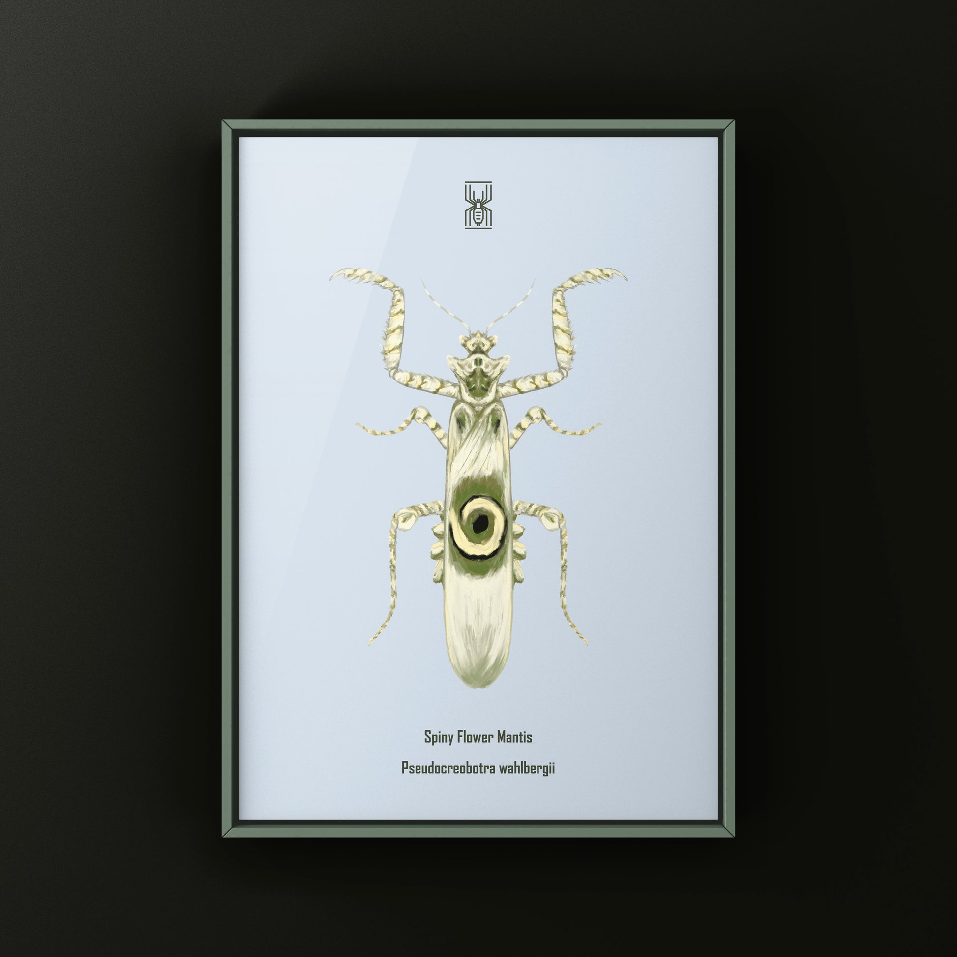 Spiny Flower Mantis (Pseudocreobotra wahlbergi) Art Print from The Silk Ranch