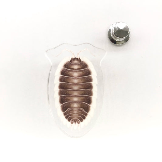 Greek Shield Isopod (Porcellio werneri) Acrylic Pin from The Silk Ranch / The Morph Archive