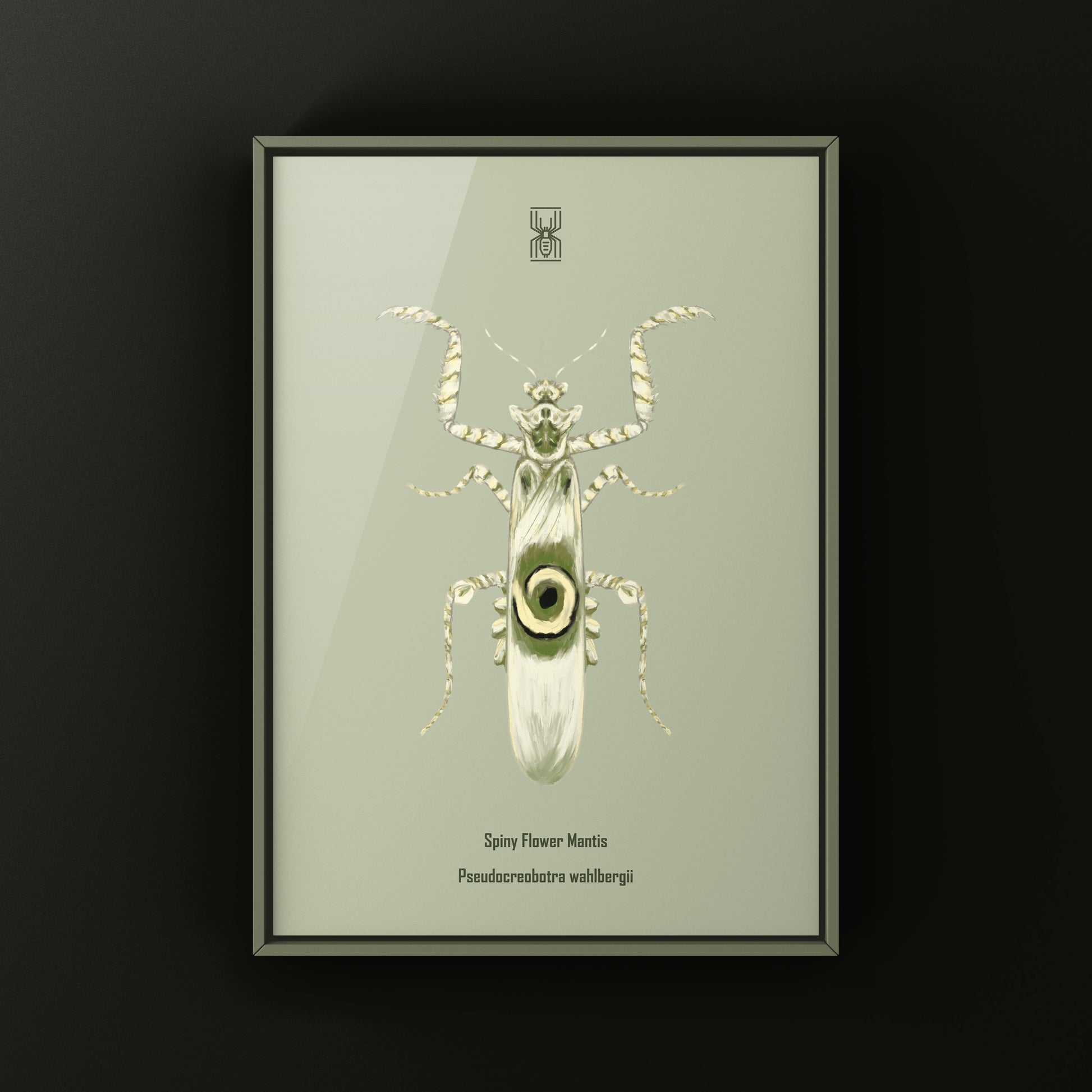 Spiny Flower Mantis (Pseudocreobotra wahlbergi) Art Print from The Silk Ranch