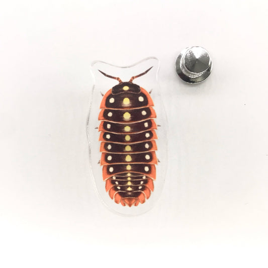 Clown Isopod (Armadillidium klugii) Acrylic Pin from The Silk Ranch / The Morph Archive