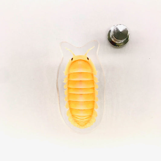 Papaya Isopod (Cubaris murina “Papaya”) Acrylic Pin from The Silk Ranch / The Morph Archive