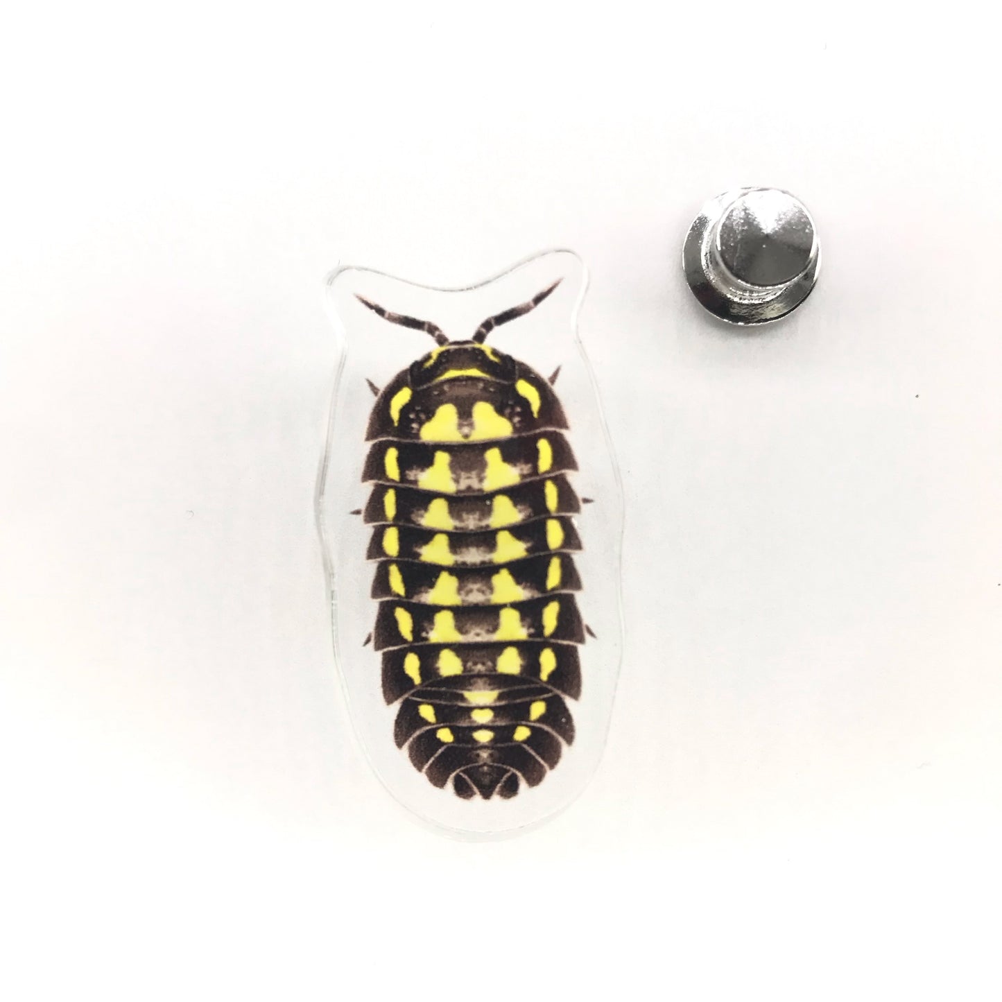 Acrylic pin featuring a detailed illustration of a Gestroi Isopod (Armadillidium gestroi) with vibrant colors and intricate design.