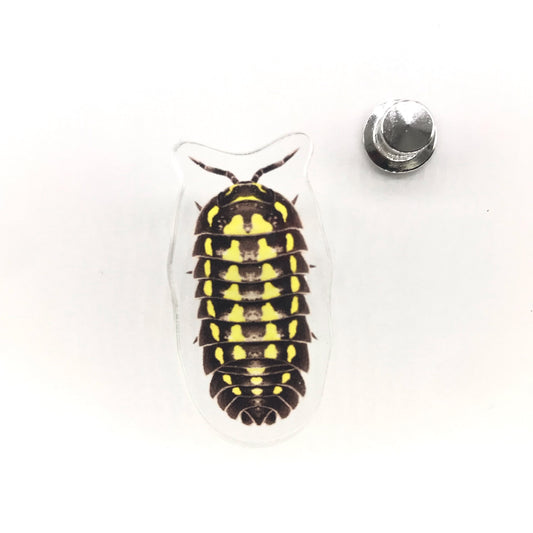 Gestroi Isopod (Armadillidium gestroi) Acrylic Pin from The Silk Ranch / The Morph Archive