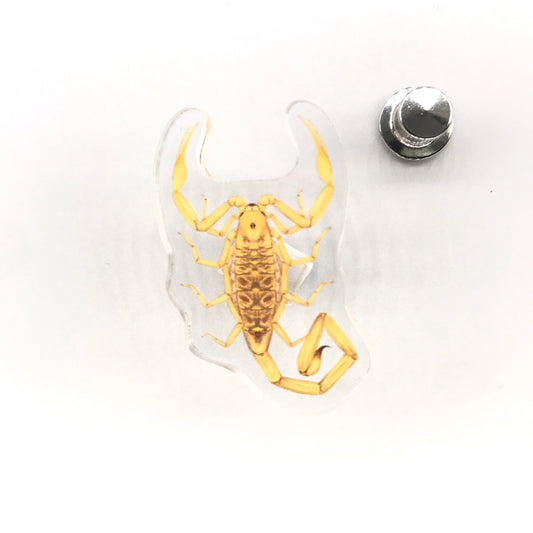 Acrylic pin of an Arizona Bark Scorpion (Centruroides sculpturatus) with detailed sculptural features, crafted by The Silk Ranch / The Morph Archive.