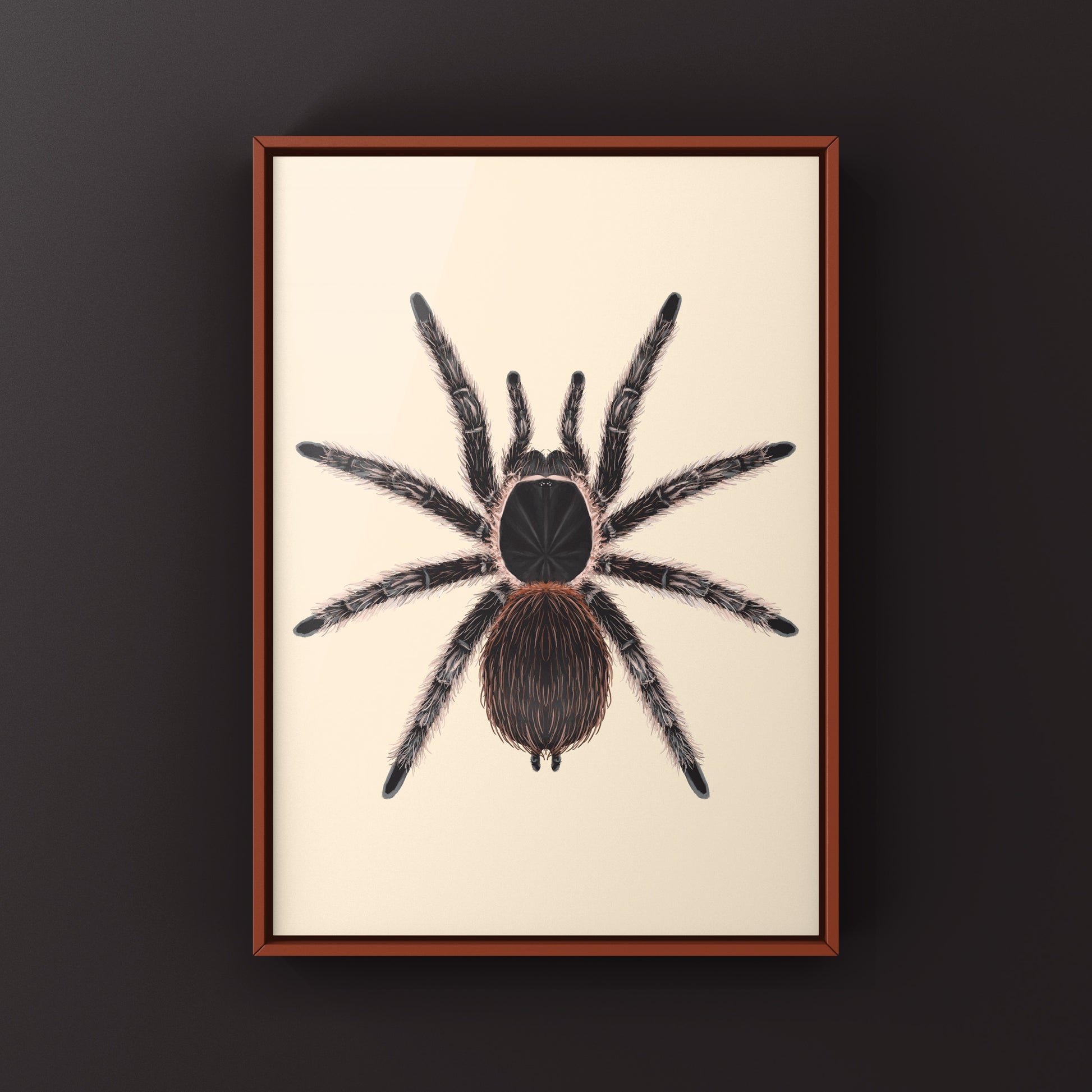 Salmon Pink Birdeater Tarantula (Lasiodora parahybana) Photographic Art Print from The Silk Ranch