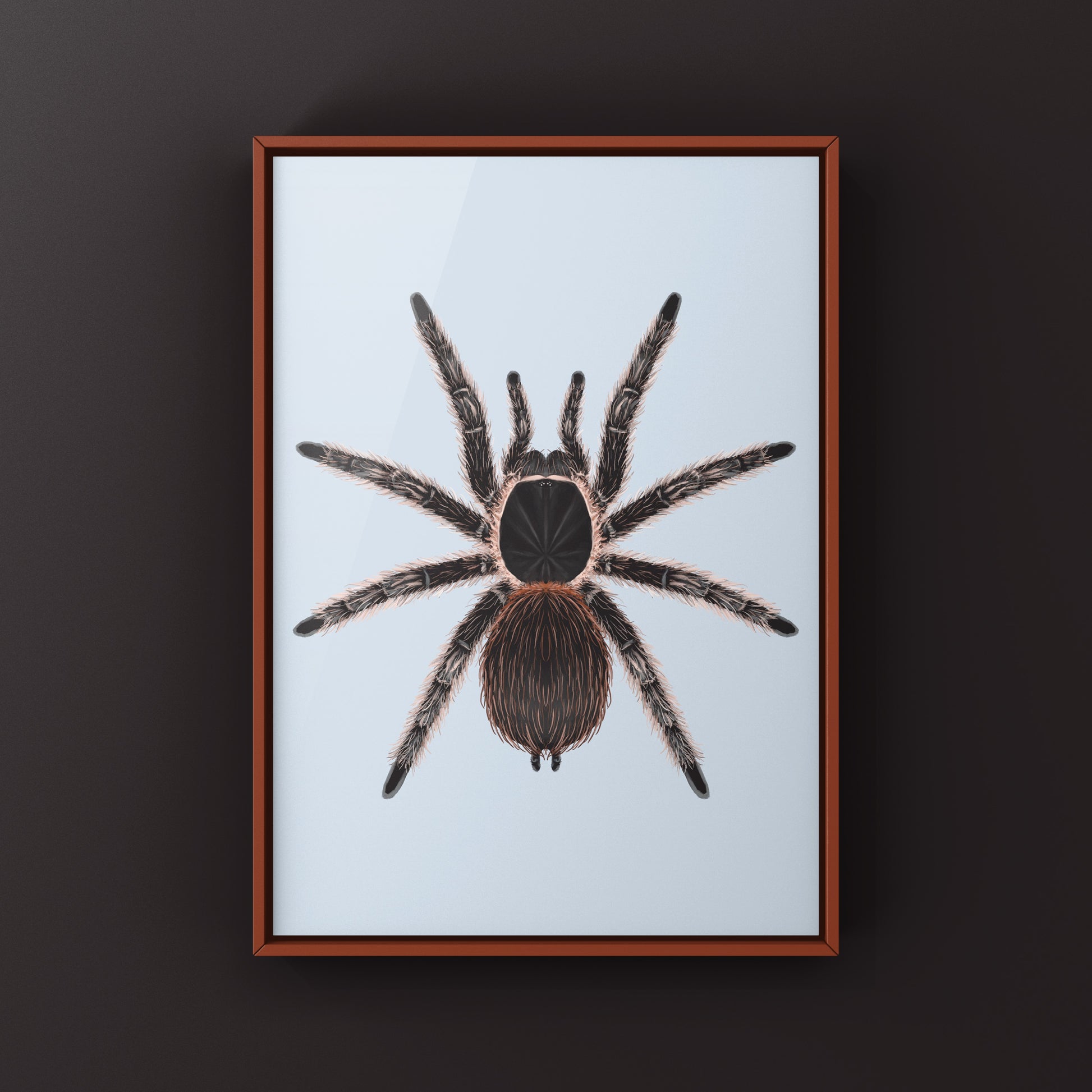 Salmon Pink Birdeater Tarantula (Lasiodora parahybana) Photographic Art Print from The Silk Ranch