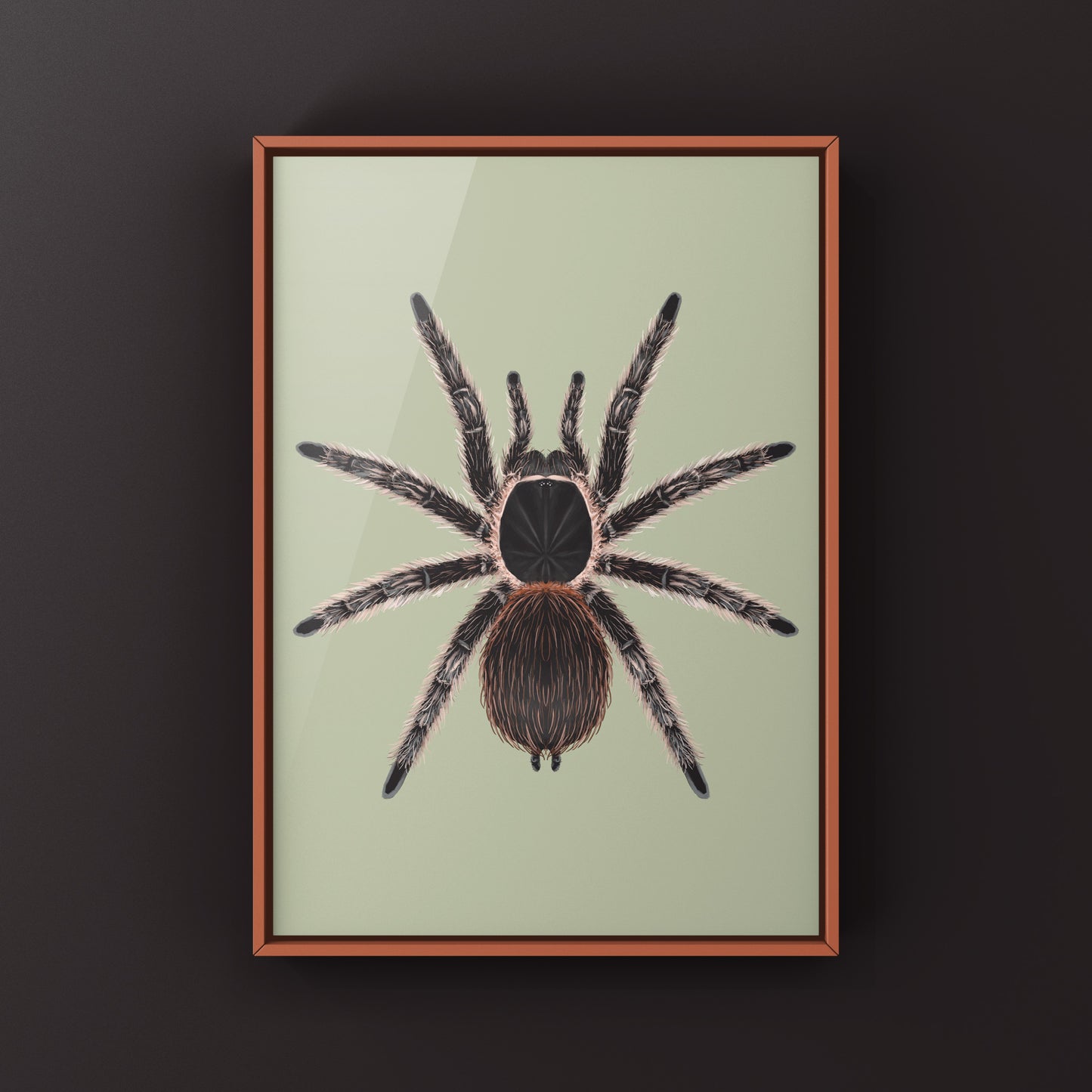 Salmon Pink Birdeater Tarantula (Lasiodora parahybana) Photographic Art Print from The Silk Ranch