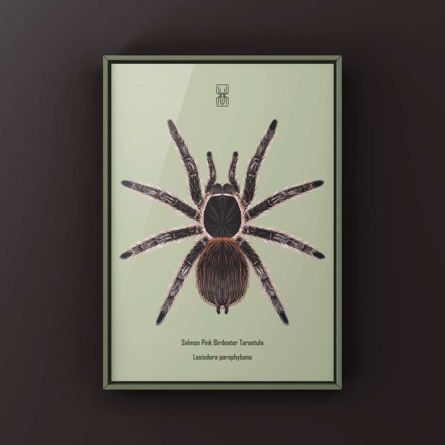 Salmon Pink Birdeater Tarantula (Lasiodora parahybana) Photographic Art Print from The Silk Ranch