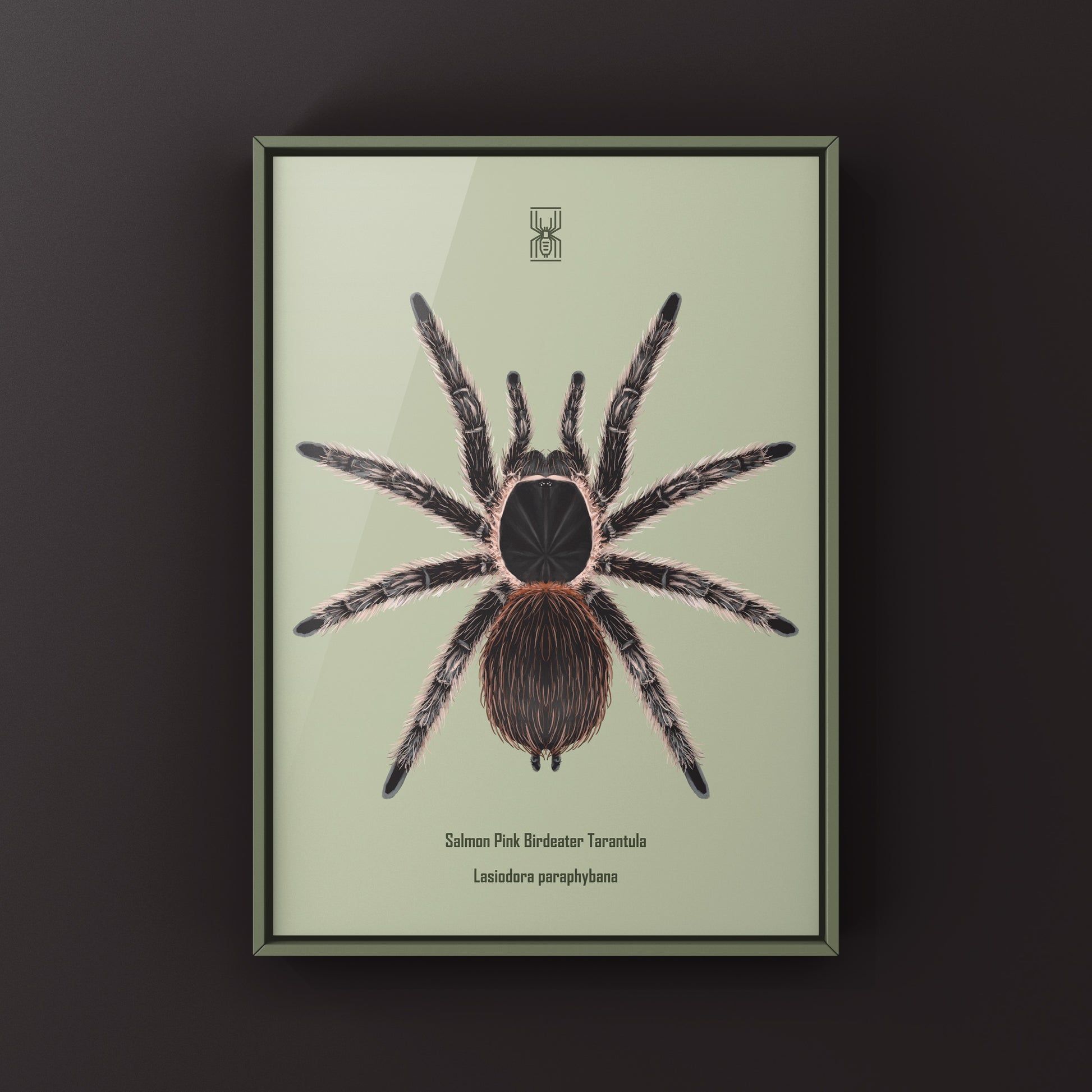 Salmon Pink Birdeater Tarantula (Lasiodora parahybana) Photographic Art Print from The Silk Ranch