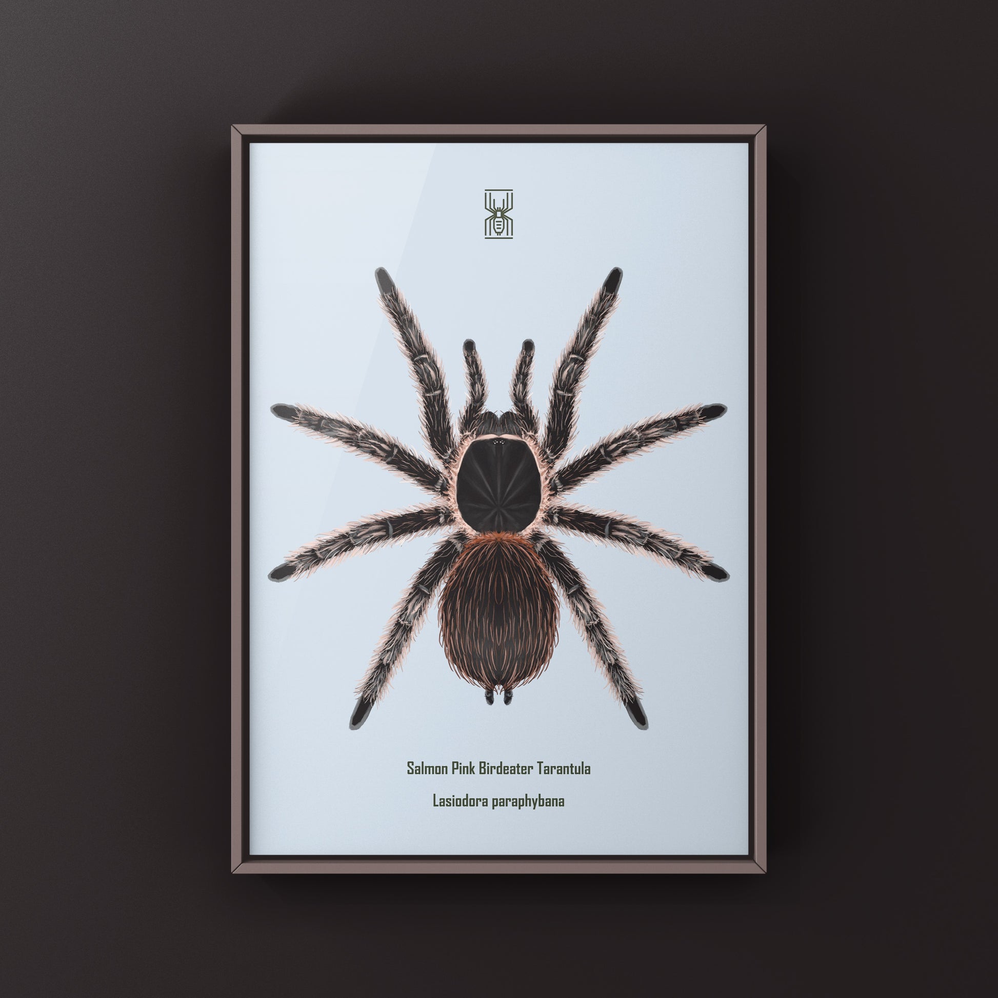 Salmon Pink Birdeater Tarantula (Lasiodora parahybana) Photographic Art Print from The Silk Ranch
