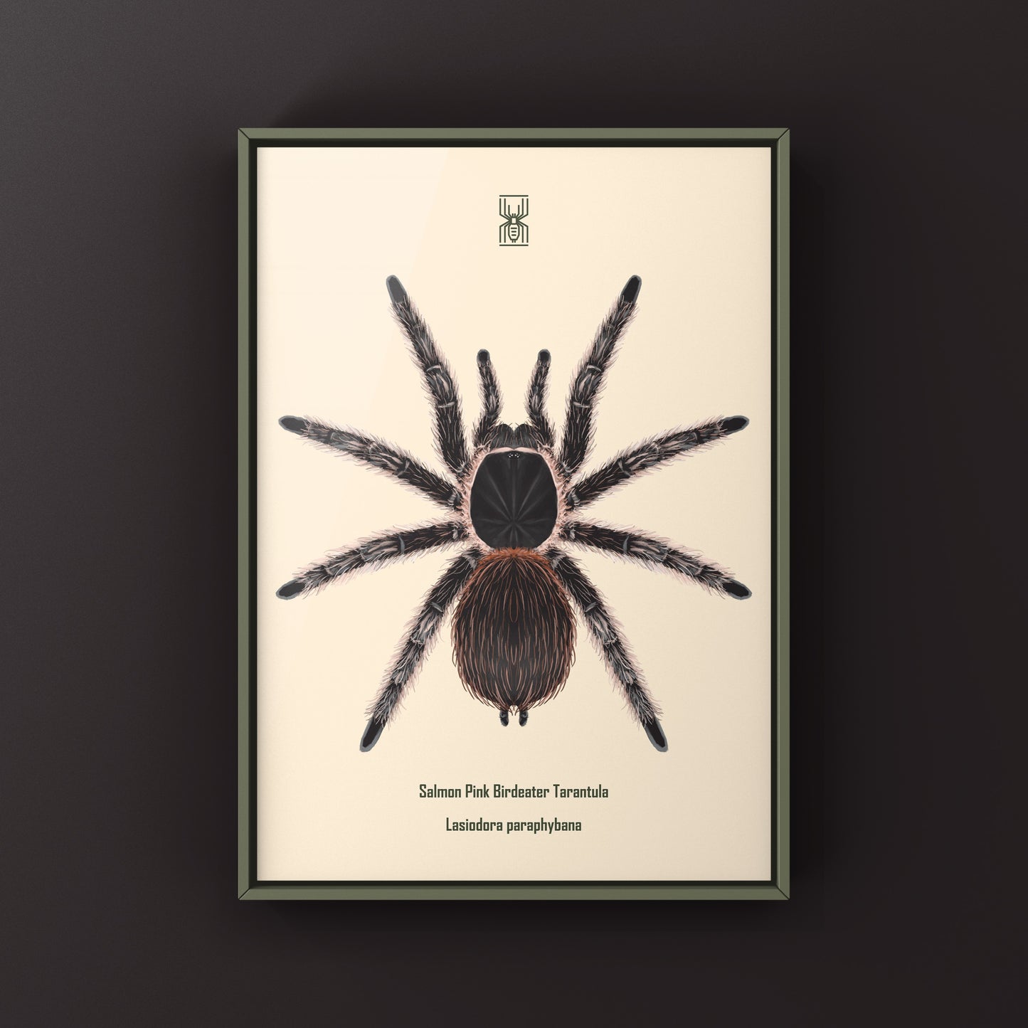 Salmon Pink Birdeater Tarantula (Lasiodora parahybana) Photographic Art Print from The Silk Ranch