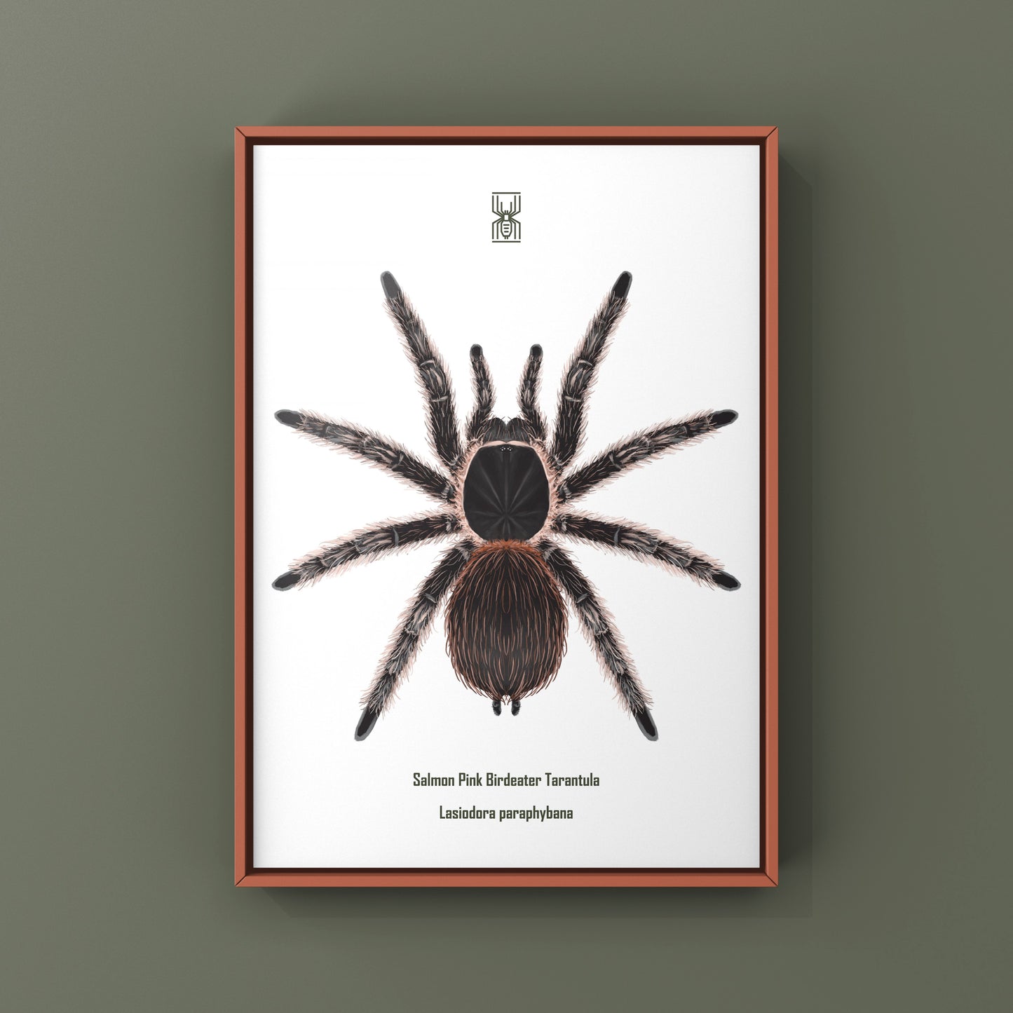 Salmon Pink Birdeater Tarantula (Lasiodora parahybana) Photographic Art Print from The Silk Ranch