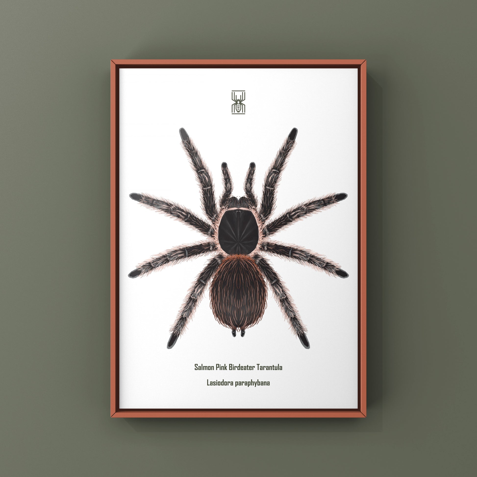 Salmon Pink Birdeater Tarantula (Lasiodora parahybana) Photographic Art Print from The Silk Ranch