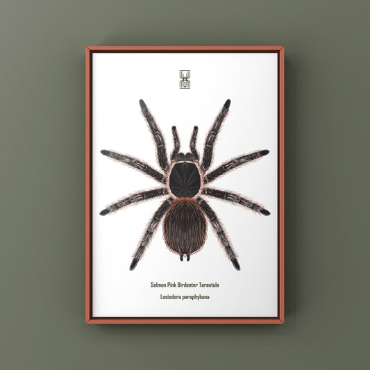 Salmon Pink Birdeater Tarantula (Lasiodora parahybana) Photographic Art Print from The Silk Ranch