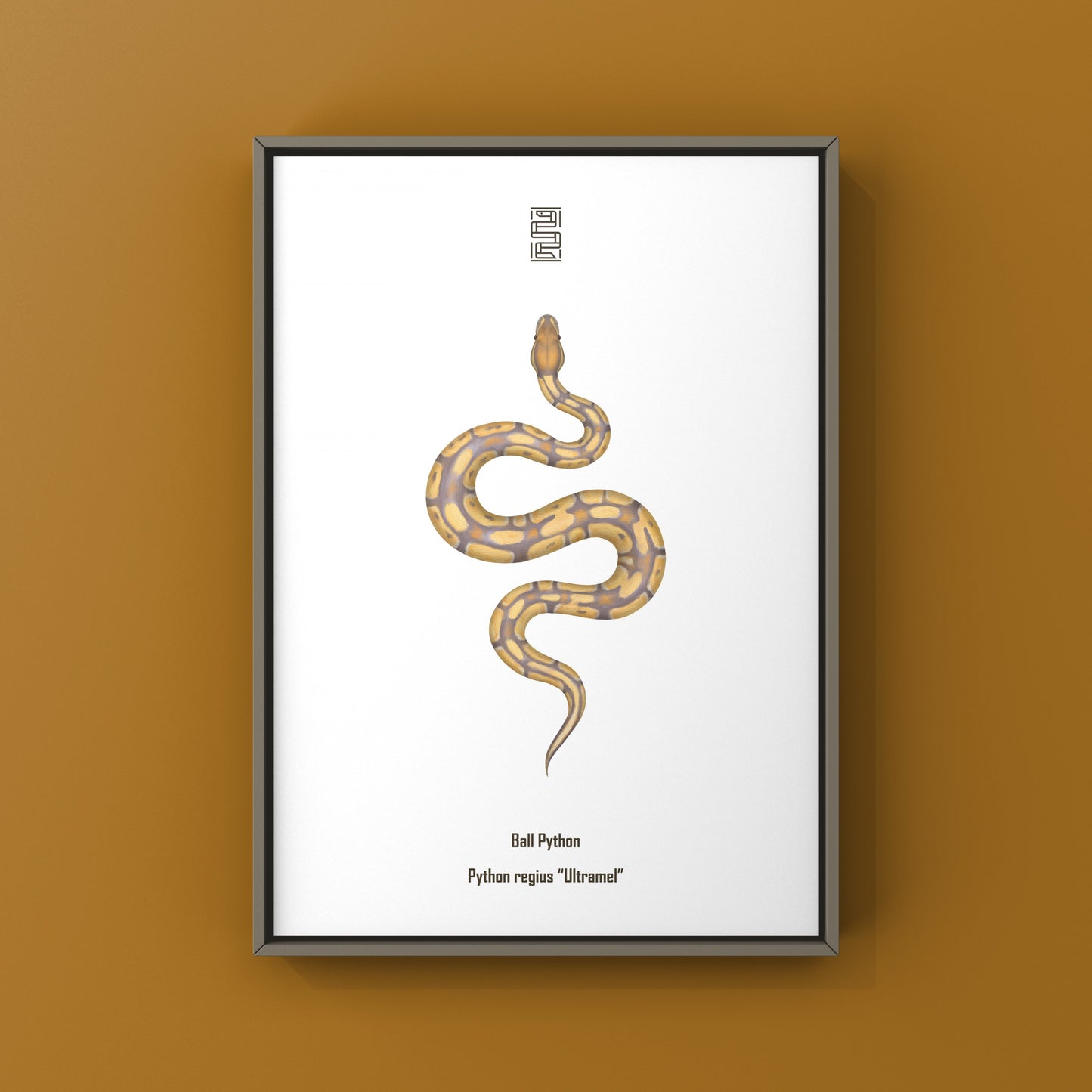 Ultramel Ball Python Art Print from The Silk Ranch