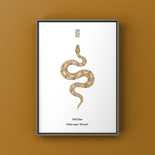 Ultramel Ball Python Art Print from The Silk Ranch
