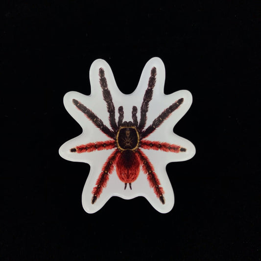Darth Maul Tarantula Acrylic Magnet Enclosure Tag (Psalmopoeus victori) from The Silk Ranch / The Morph Archive