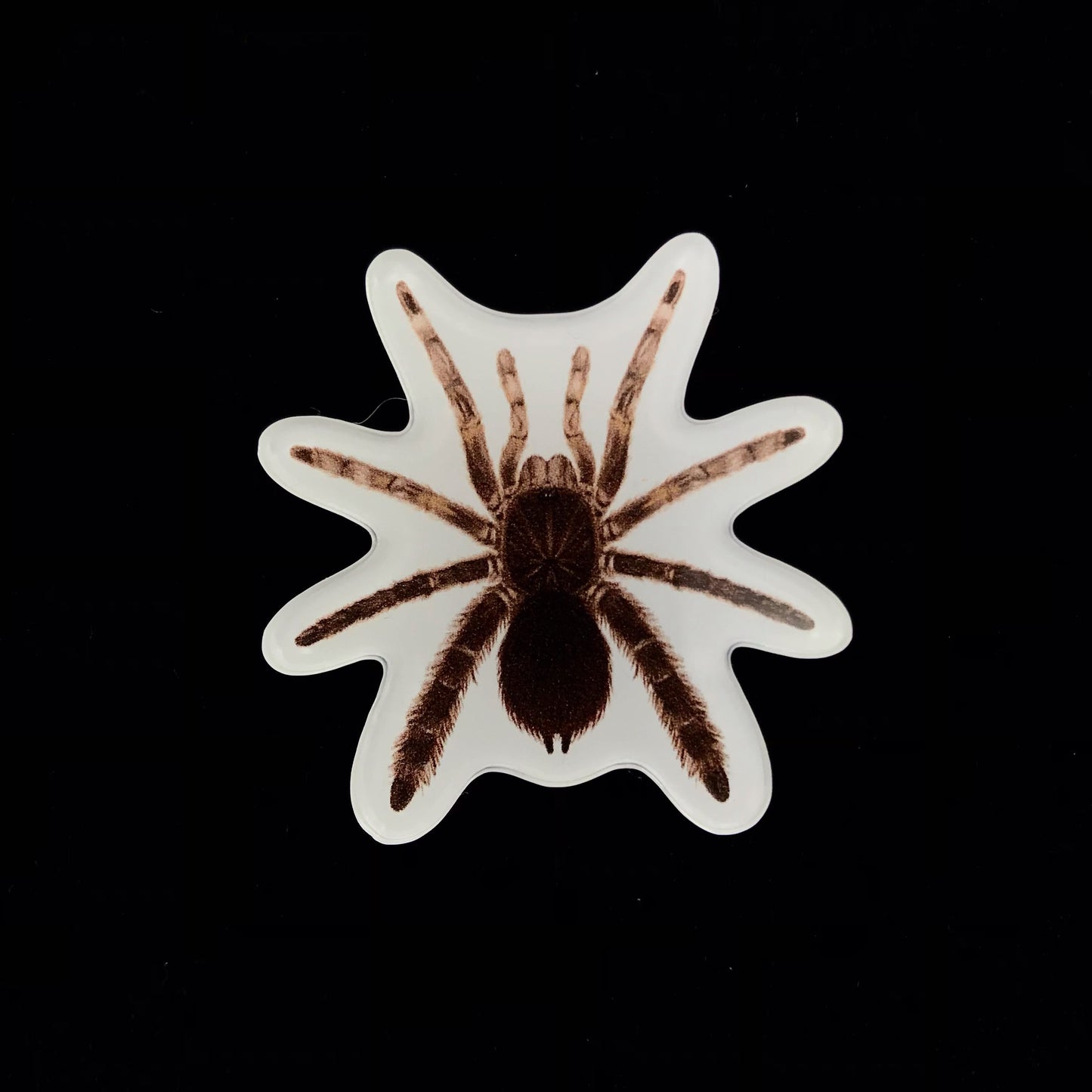 Stout Leg Baboon Tarantula Acrylic Magnet Enclosure Tag (Eucratocelus pachypus) from The Silk Ranch / The Morph Archive