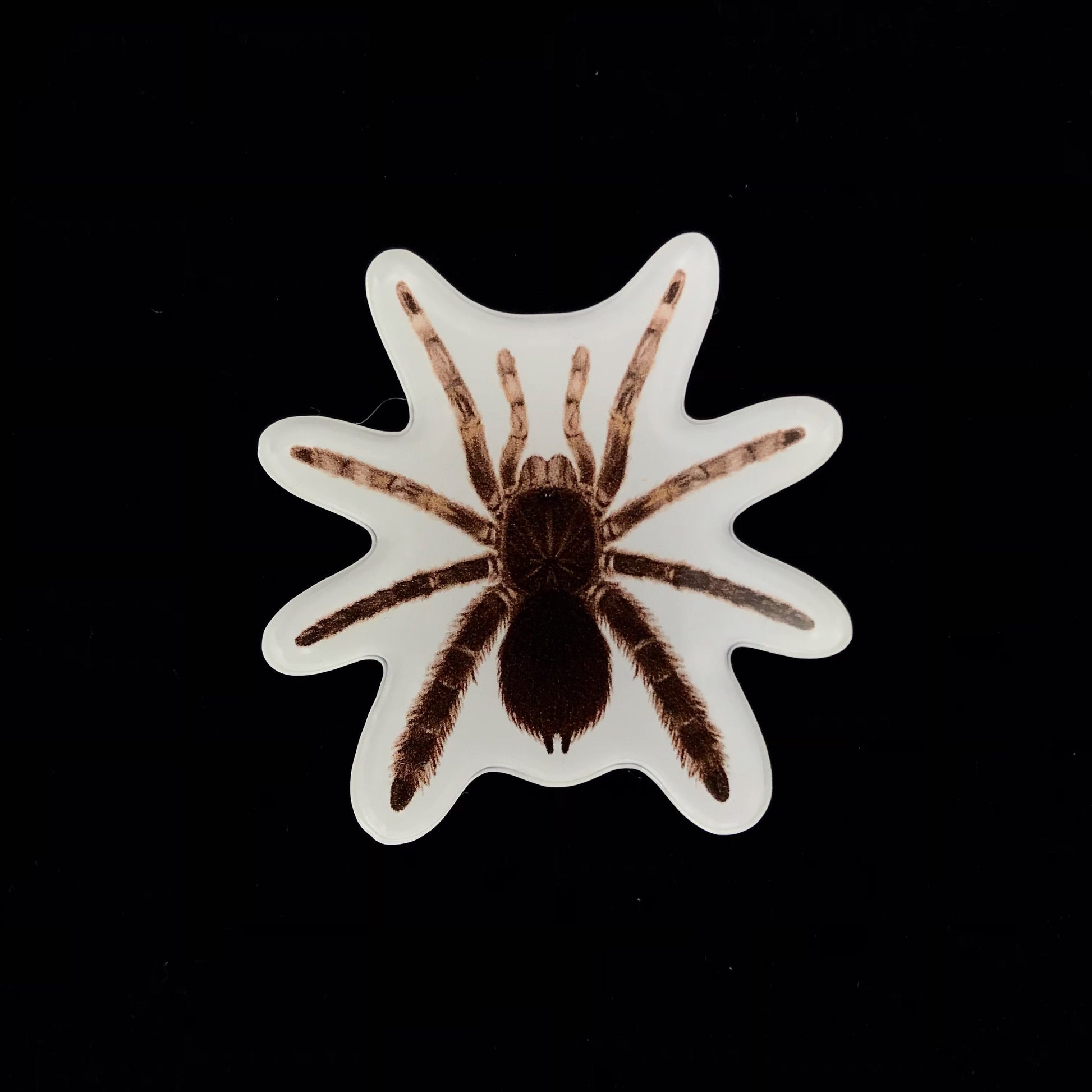 Stout Leg Baboon Tarantula Acrylic Magnet Enclosure Tag (Eucratocelus pachypus) from The Silk Ranch / The Morph Archive