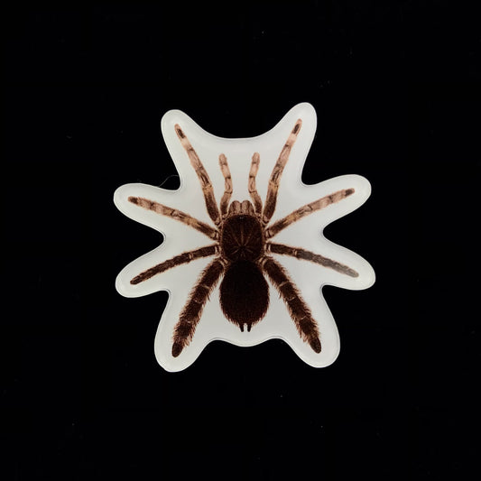 Stout Leg Baboon Tarantula Acrylic Magnet Enclosure Tag (Eucratocelus pachypus) from The Silk Ranch / The Morph Archive