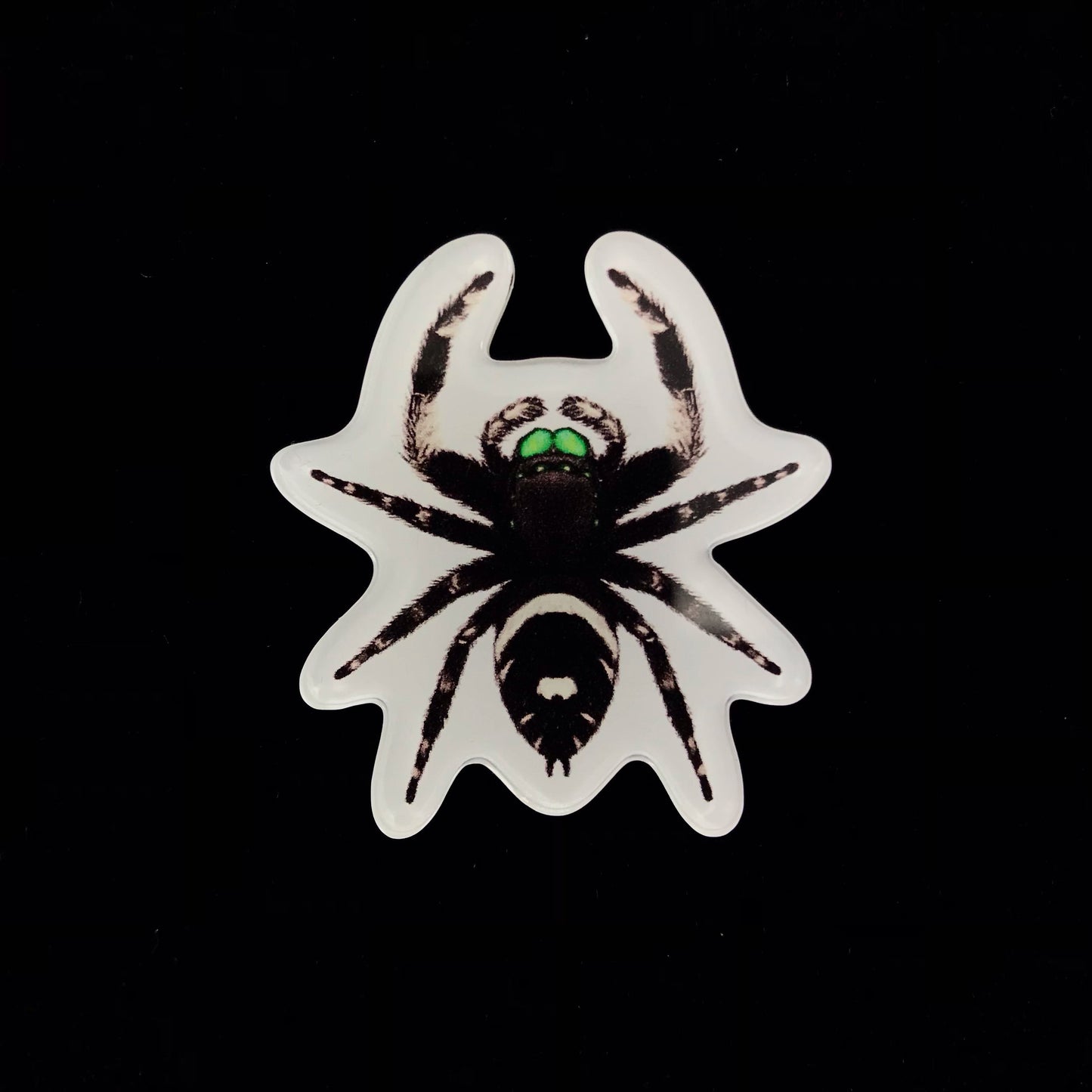 Regal Jumping Spider Acrylic Magnet Enclosure Tag (Phidippus regius) from The Silk Ranch / The Morph Archive