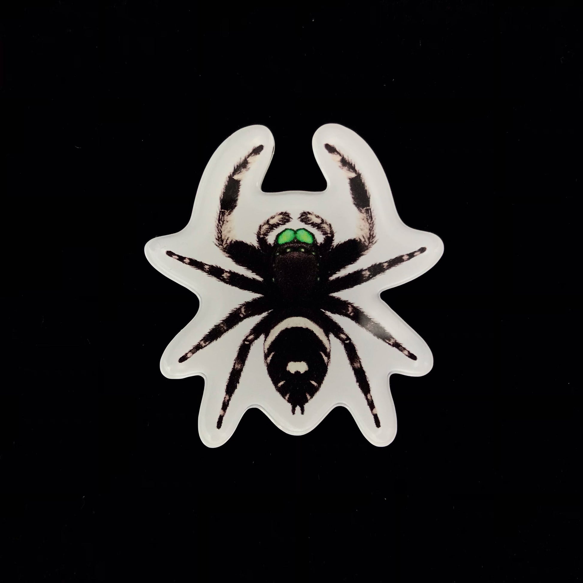 Regal Jumping Spider Acrylic Magnet Enclosure Tag (Phidippus regius) from The Silk Ranch / The Morph Archive