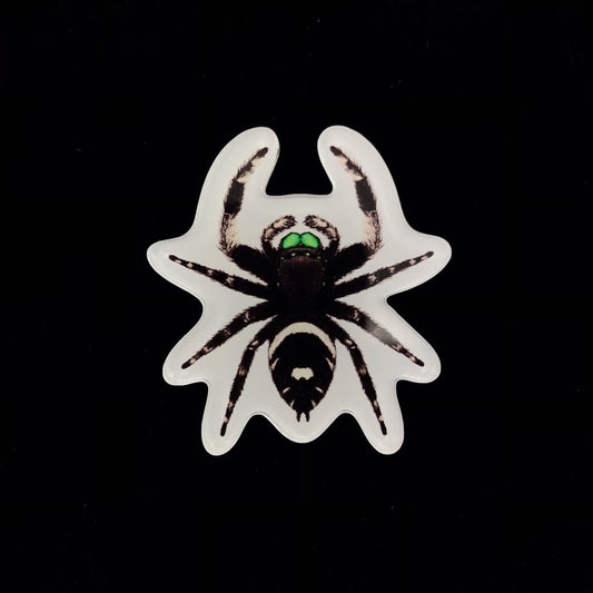 Regal Jumping Spider Acrylic Magnet Enclosure Tag (Phidippus regius) from The Silk Ranch / The Morph Archive