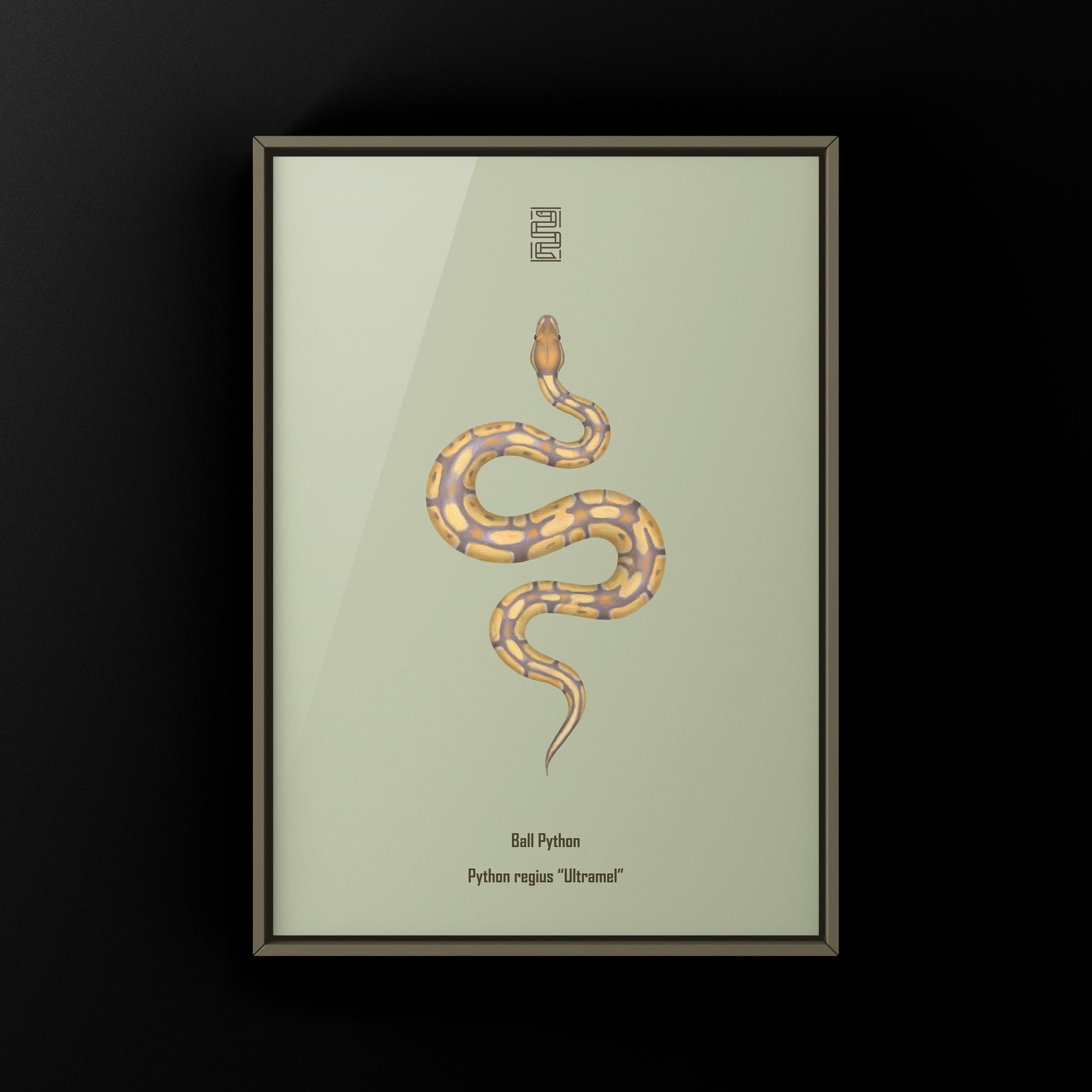 Ultramel Ball Python Art Print from The Silk Ranch
