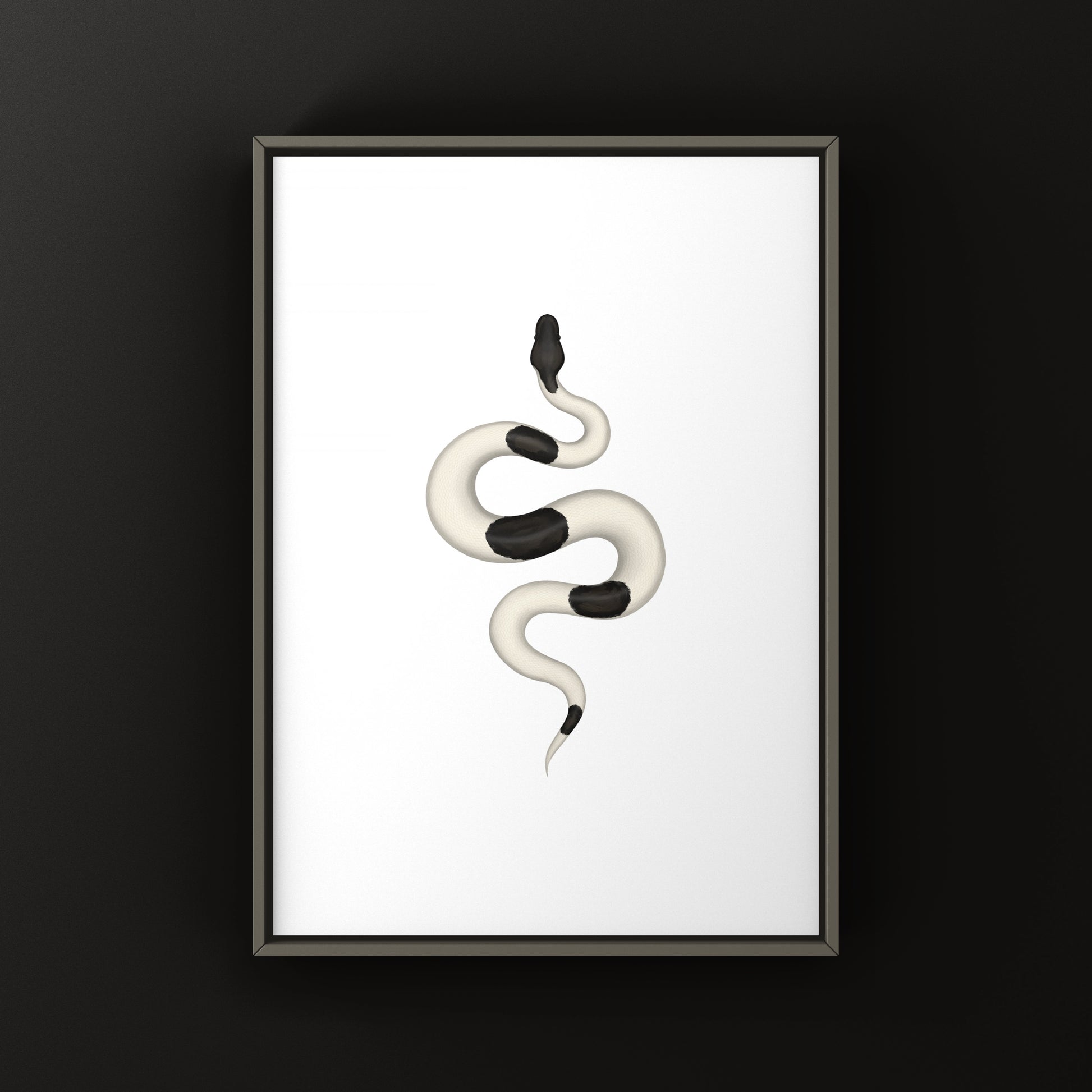 Panda Pied Ball Python Art Print from The Silk Ranch