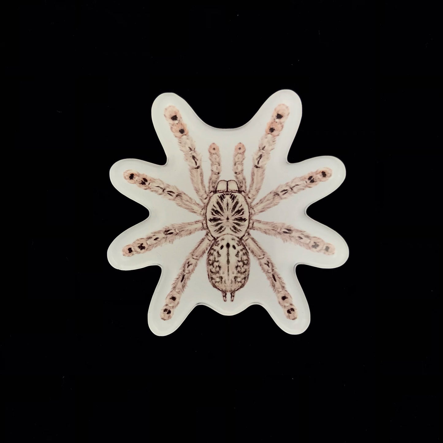 Togo Starburst Tarantula Acrylic Magnet Enclosure Tag (Heteroscodra maculata) from The Silk Ranch / The Morph Archive