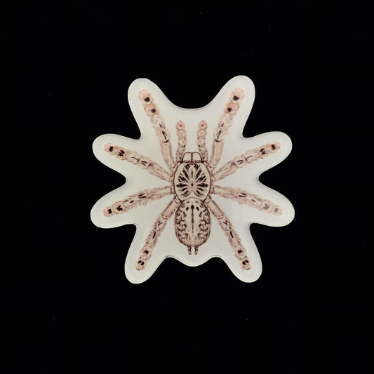 Togo Starburst Tarantula Acrylic Magnet Enclosure Tag (Heteroscodra maculata) from The Silk Ranch / The Morph Archive