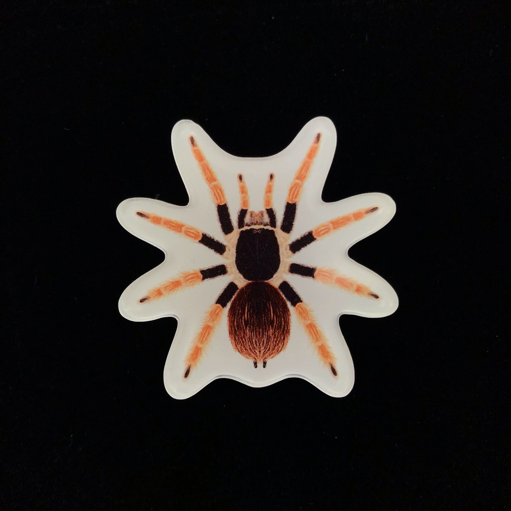 Colombian Giant Redleg Tarantula Acrylic Magnet Enclosure Tag (Megaphobema robustum) from The Silk Ranch / The Morph Archive