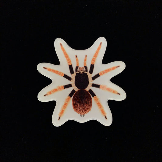 Colombian Giant Redleg Tarantula Acrylic Magnet Enclosure Tag (Megaphobema robustum) from The Silk Ranch / The Morph Archive