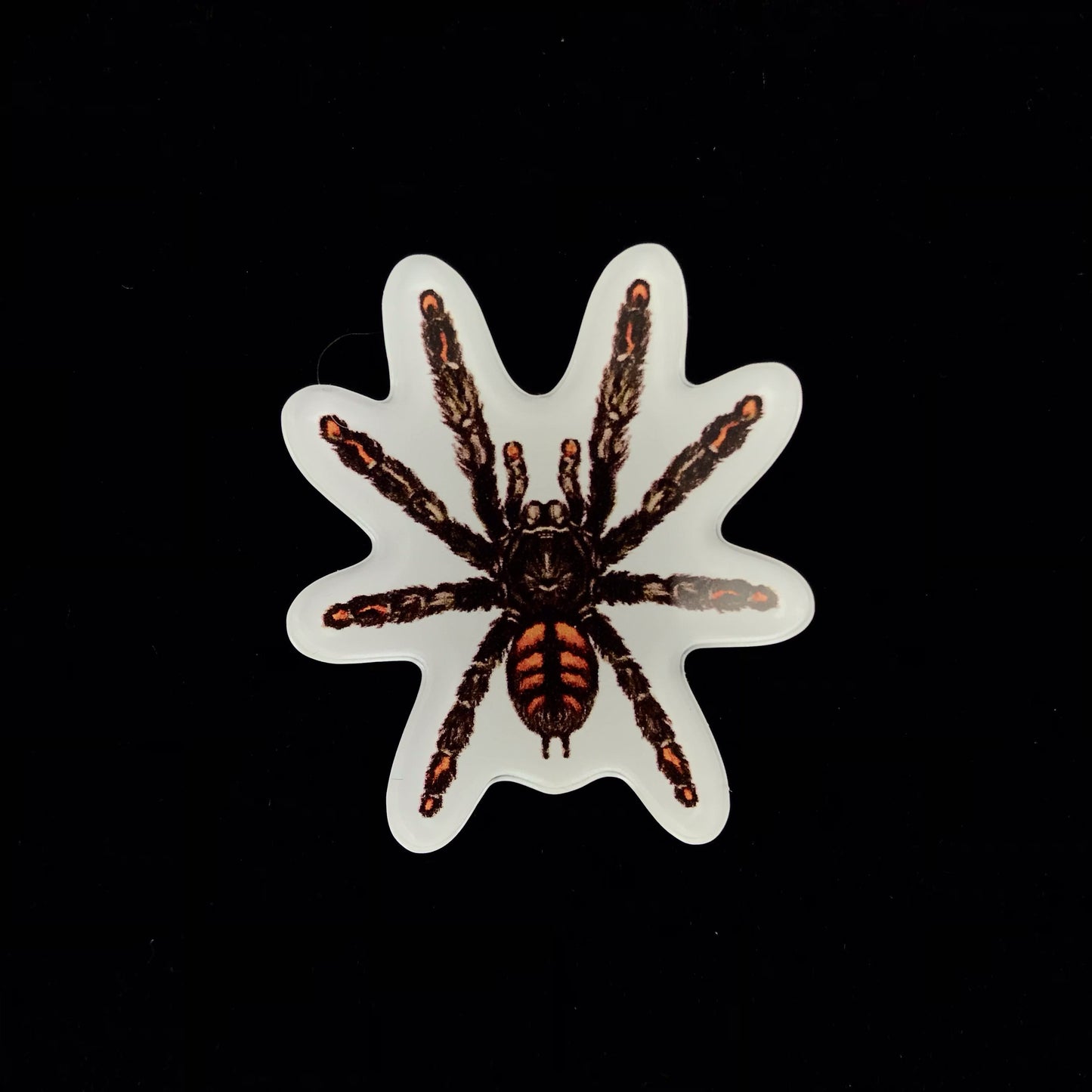 Venezuelan Sun Tiger Tarantula Acrylic Magnet Enclosure Tag (Psalmopoeus irminia) from The Silk Ranch / The Morph Archive