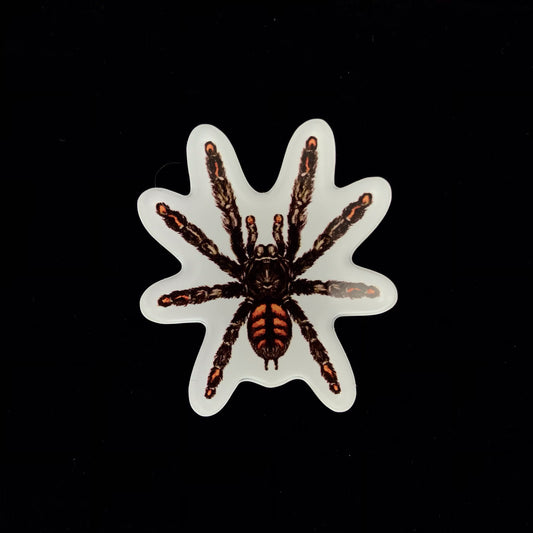 Venezuelan Sun Tiger Tarantula Acrylic Magnet Enclosure Tag (Psalmopoeus irminia) from The Silk Ranch / The Morph Archive