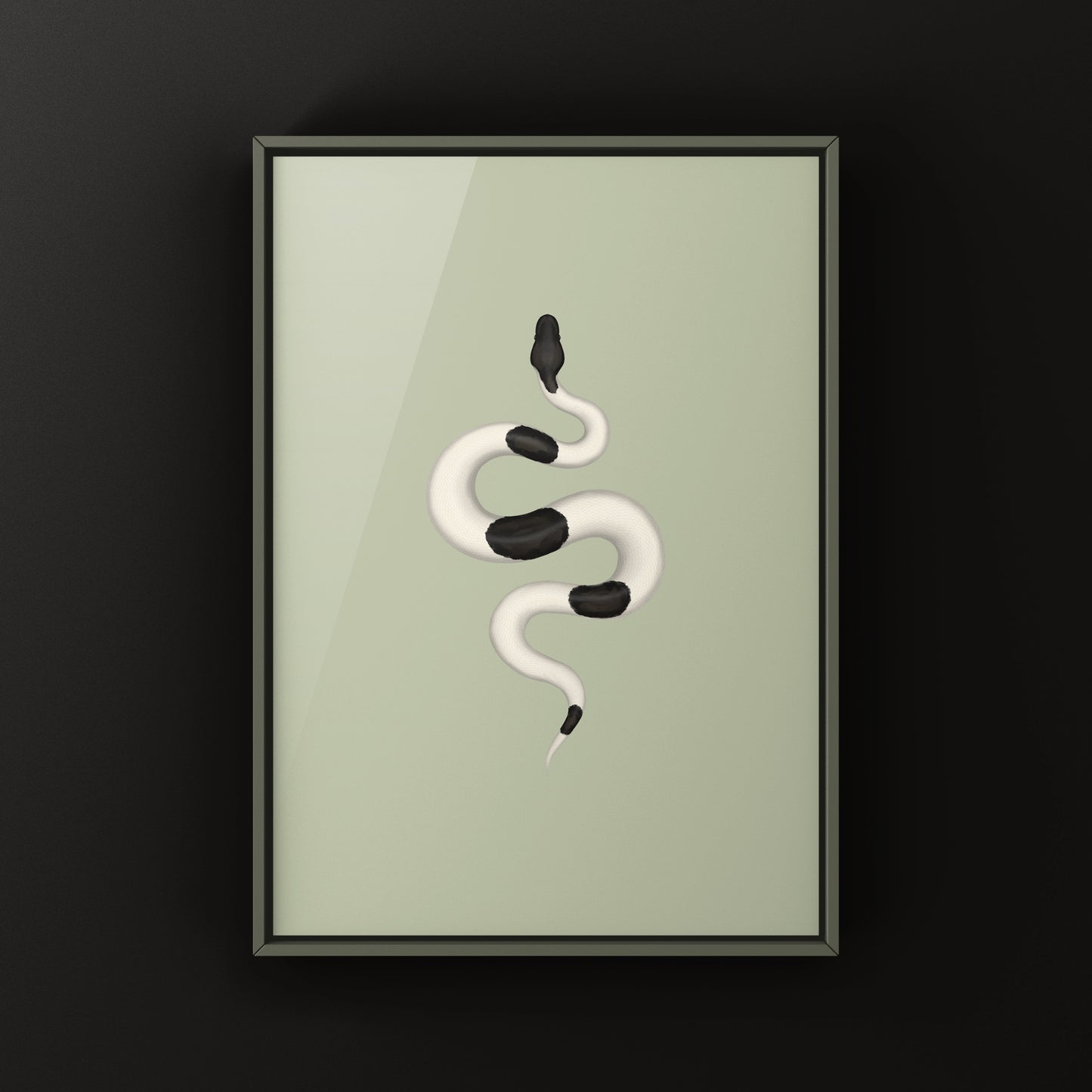 Panda Pied Ball Python Art Print from The Silk Ranch