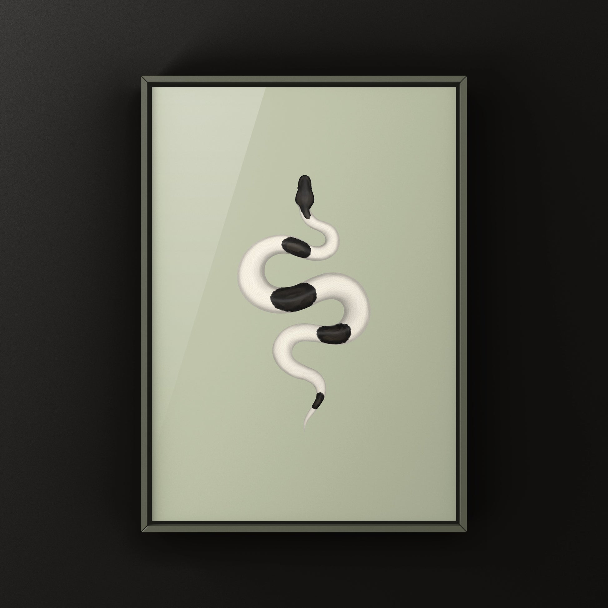 Panda Pied Ball Python Art Print from The Silk Ranch